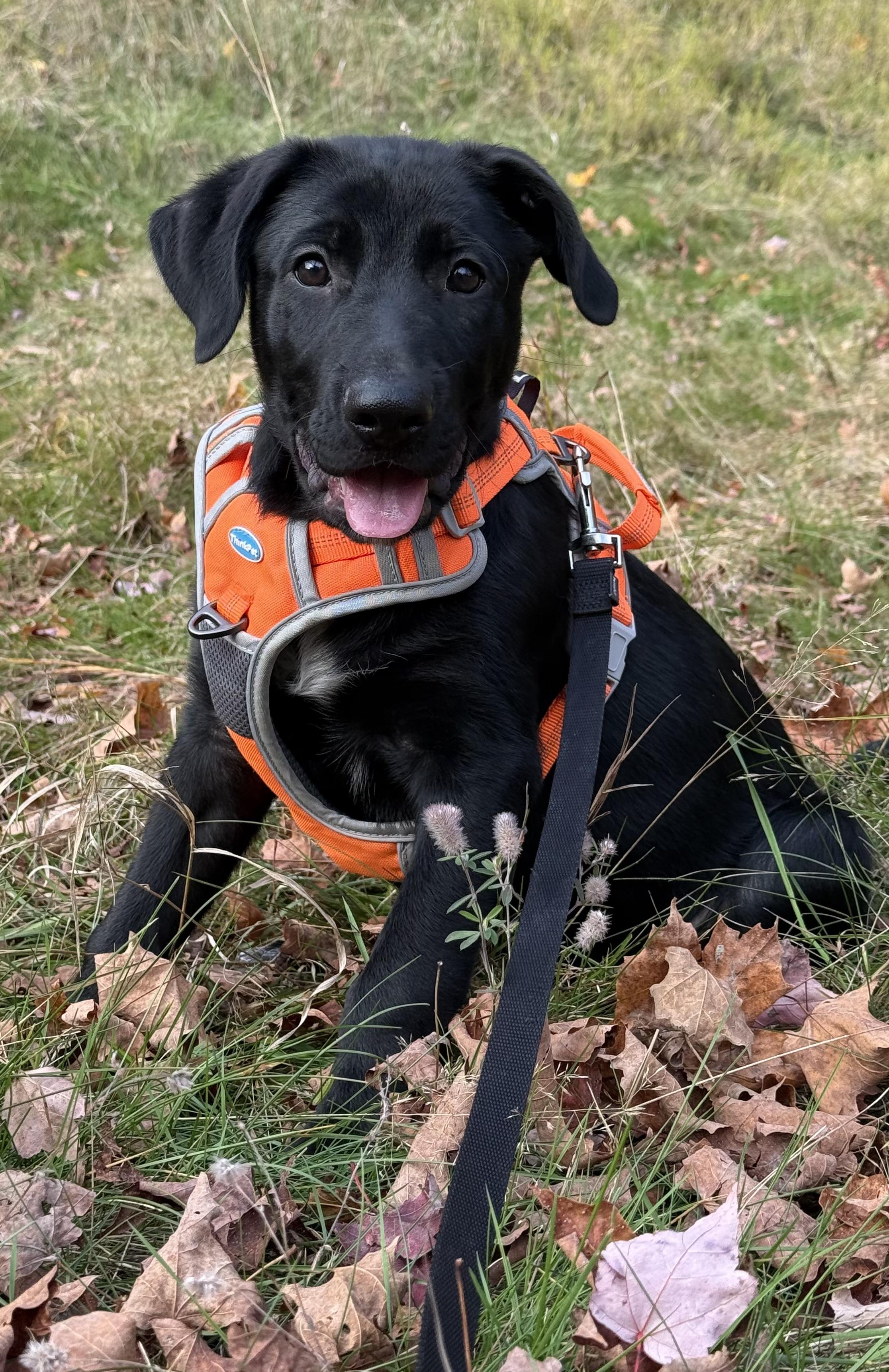 Enlarge Moe - PENDING ADOPTION, a Adopted mixed breed in Mashpee, MA image 3/6