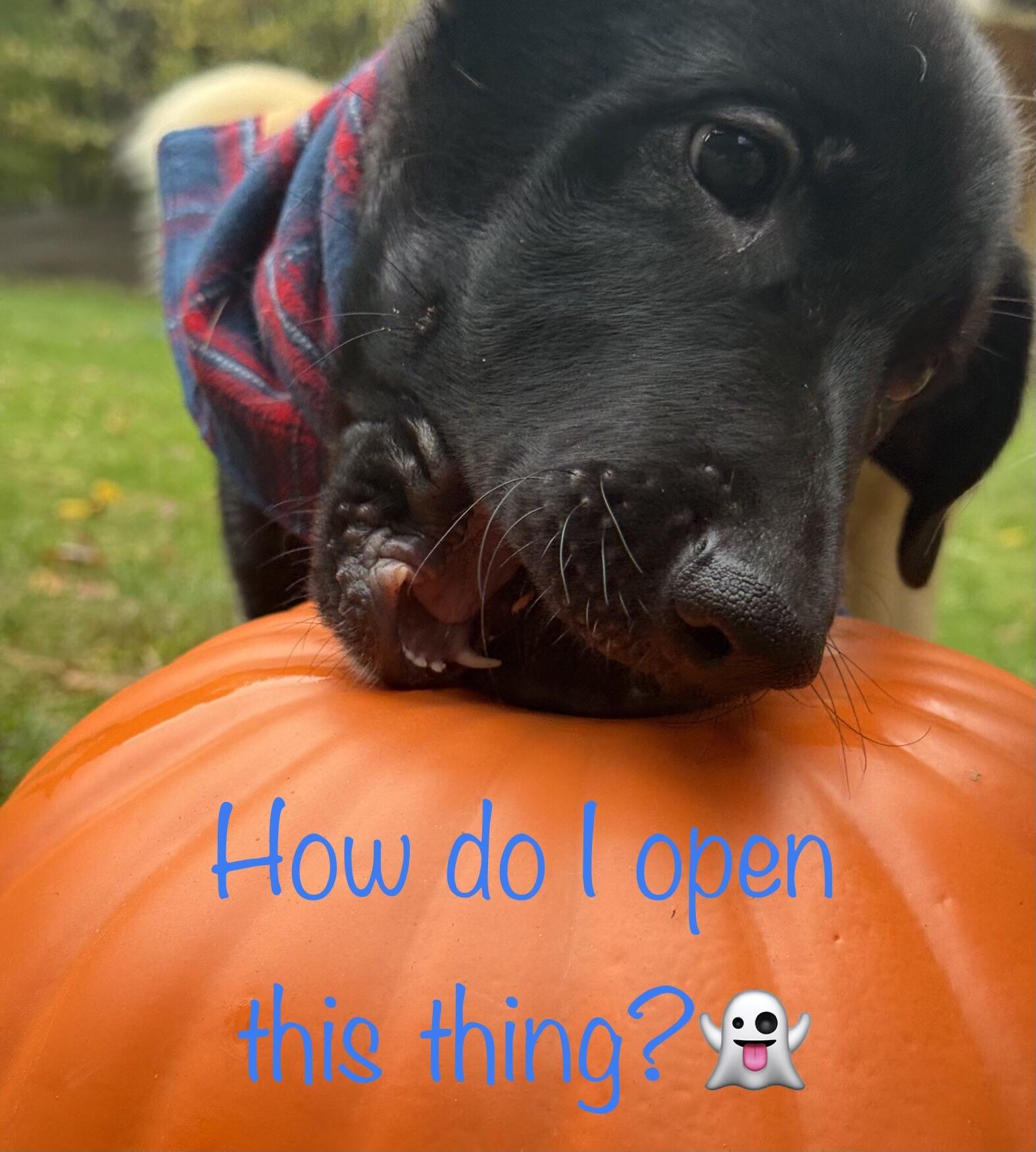 Enlarge Moe - PENDING ADOPTION, a Adopted mixed breed in Mashpee, MA image 4/6