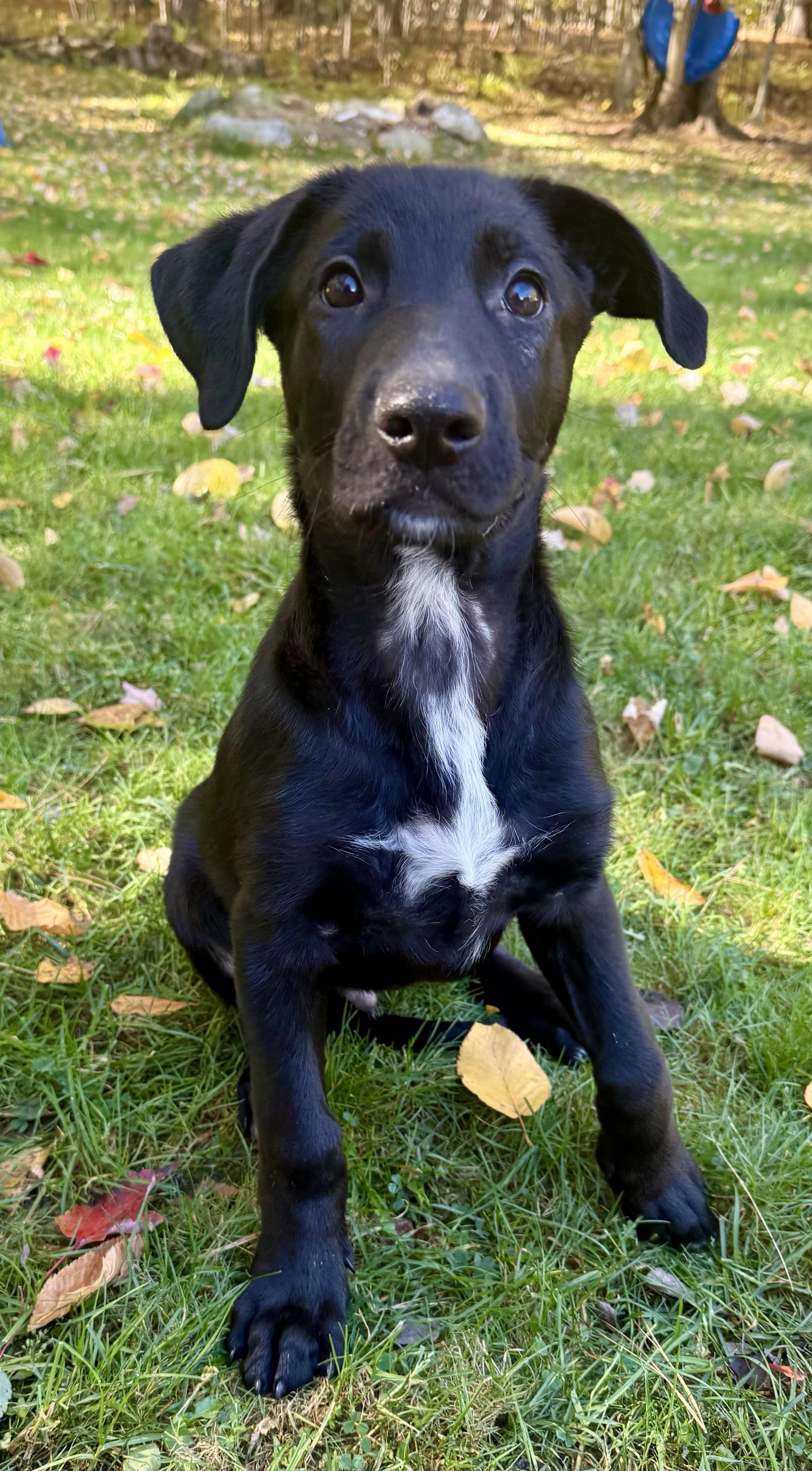 Enlarge Moe - PENDING ADOPTION, a Adopted mixed breed in Mashpee, MA image 1/6