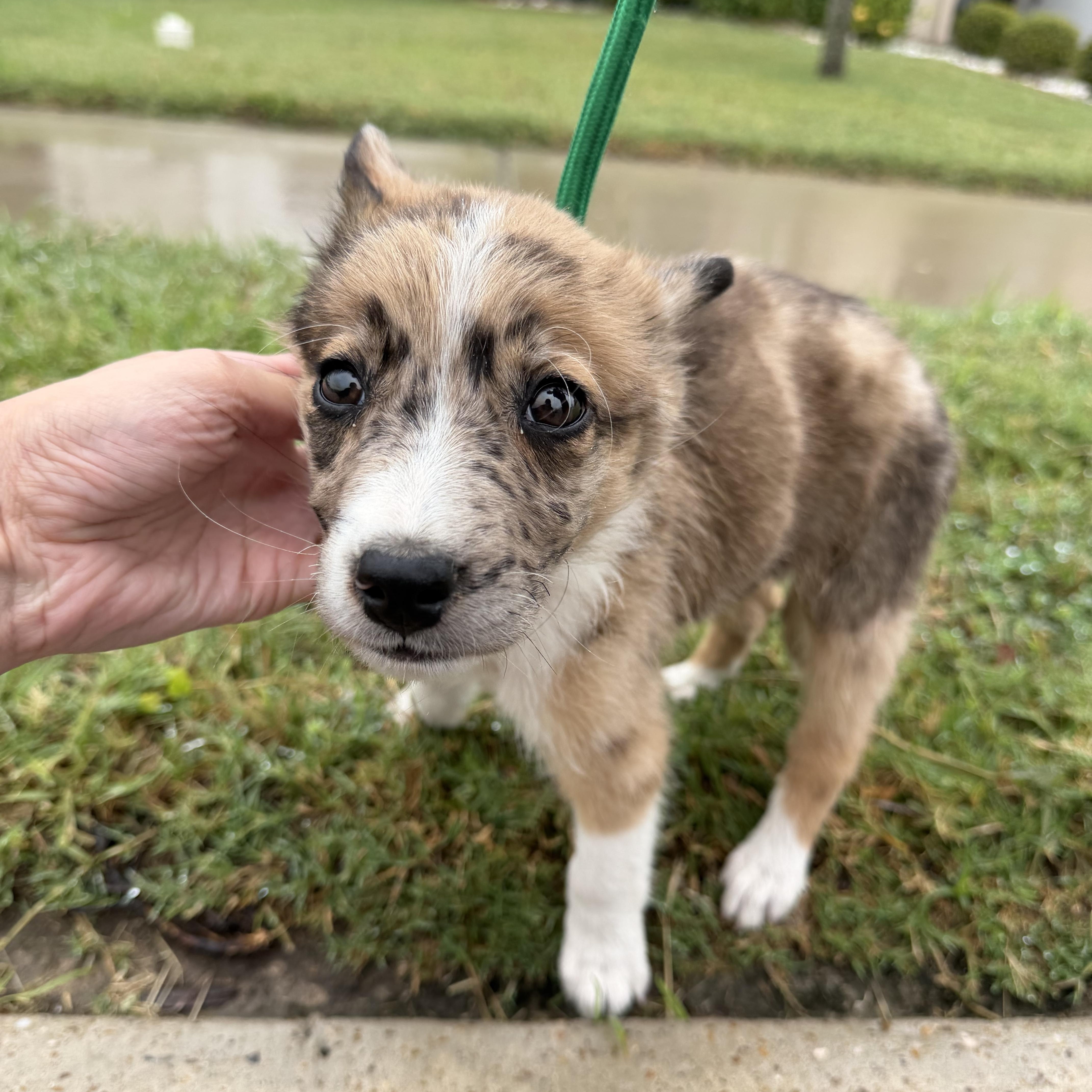 Enlarge Chip, an adopted mixed breed in Pittsburgh, PA image 5/5