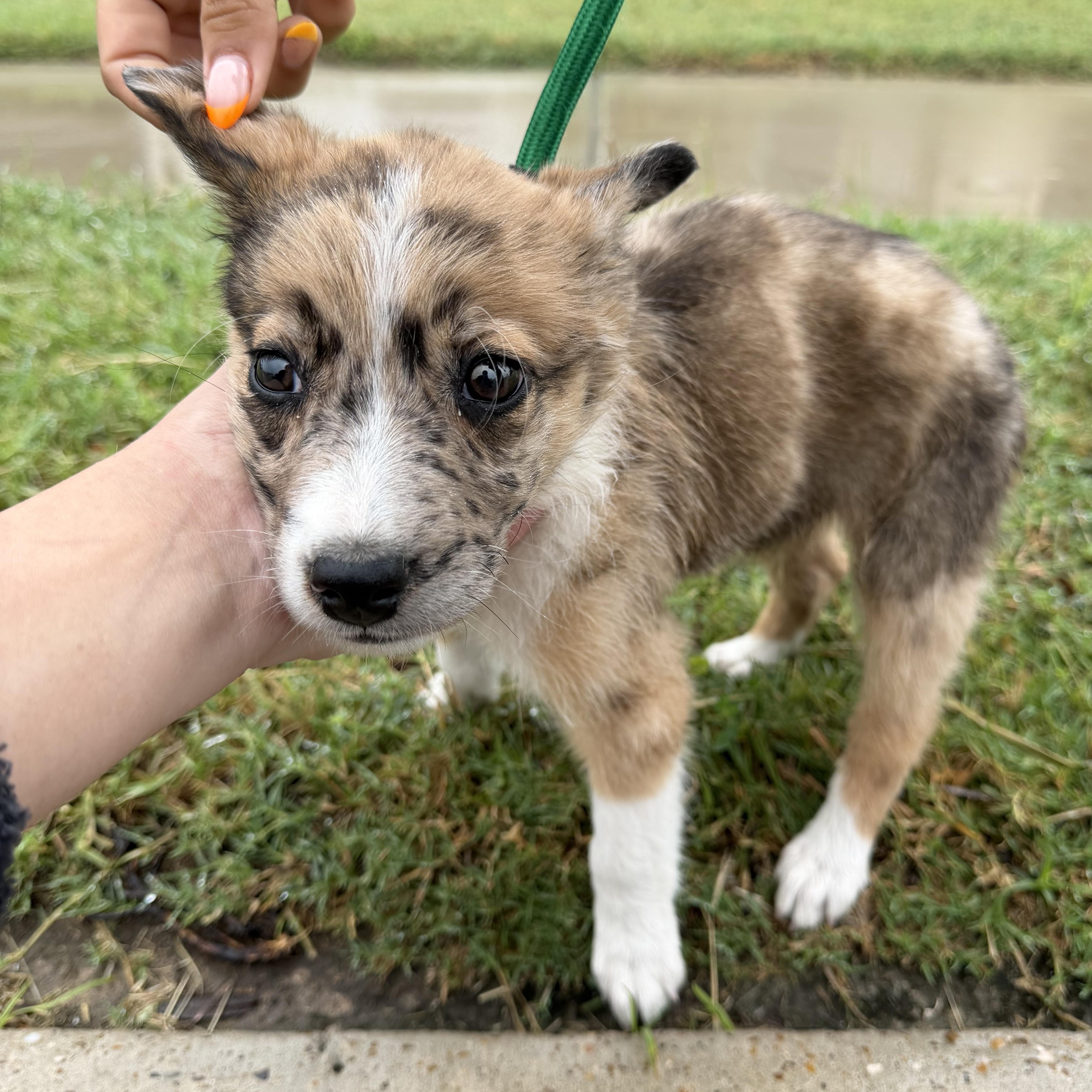 Enlarge Chip, an adopted mixed breed in Pittsburgh, PA image 4/5