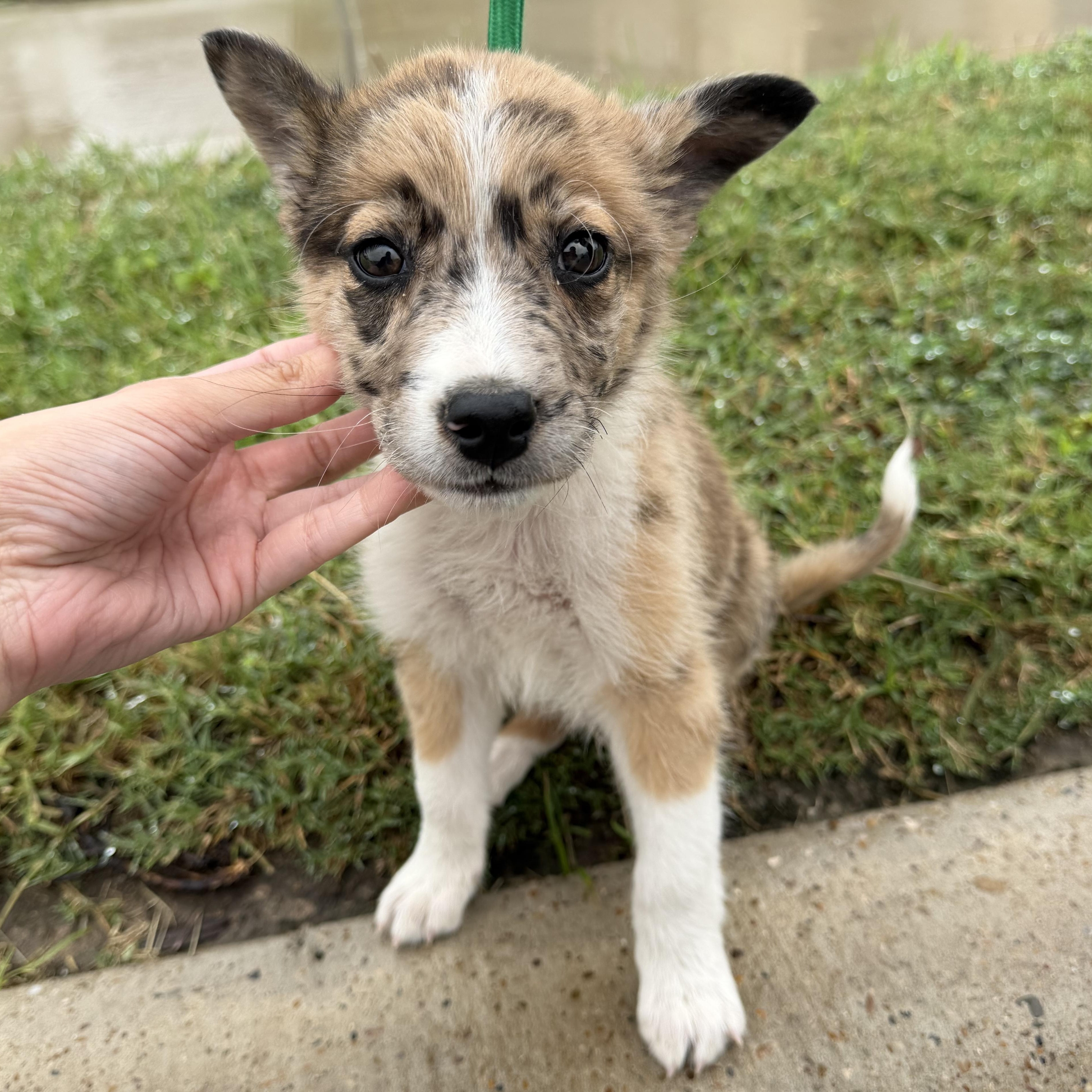 Chip, adopted, Puppy Male Australian Shepherd & Catahoula Leopard Dog.