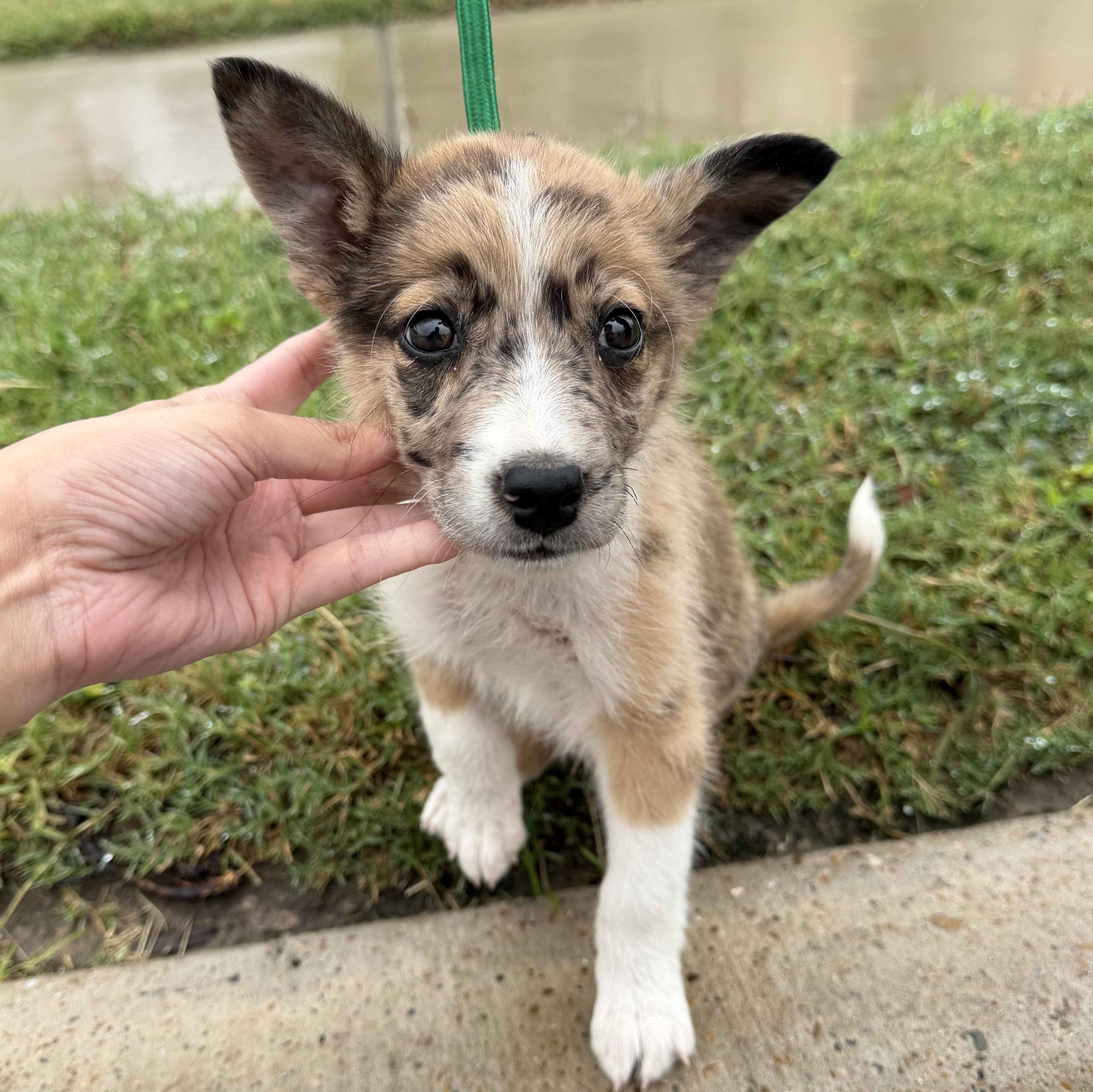 Enlarge Chip, an adopted mixed breed in Pittsburgh, PA image 2/5