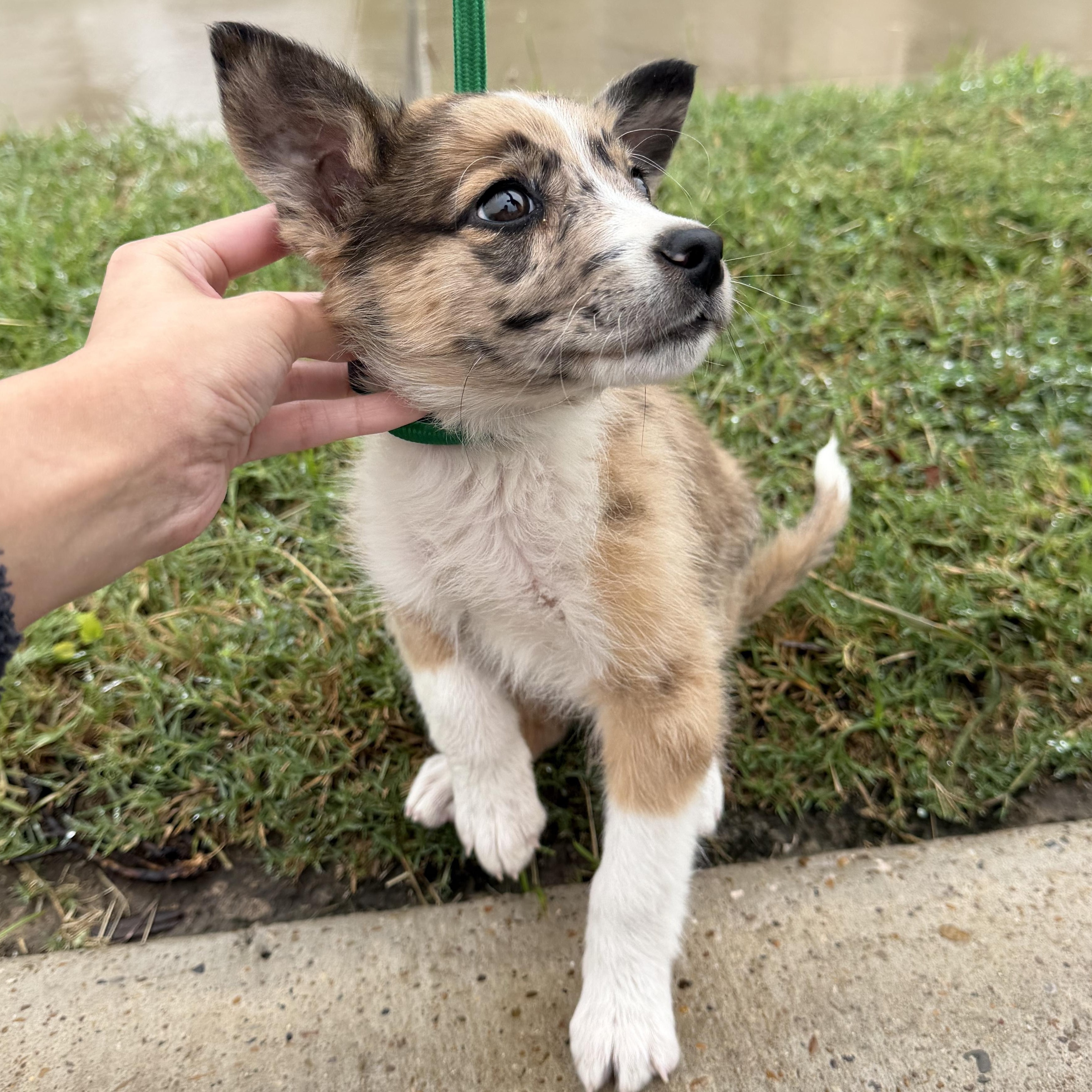 Enlarge Chip, an adopted mixed breed in Pittsburgh, PA image 3/5