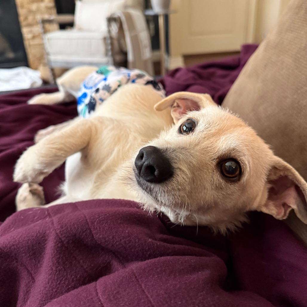 Scrappy, a Adoptable Chihuahua in Conroe, TX image 1/6