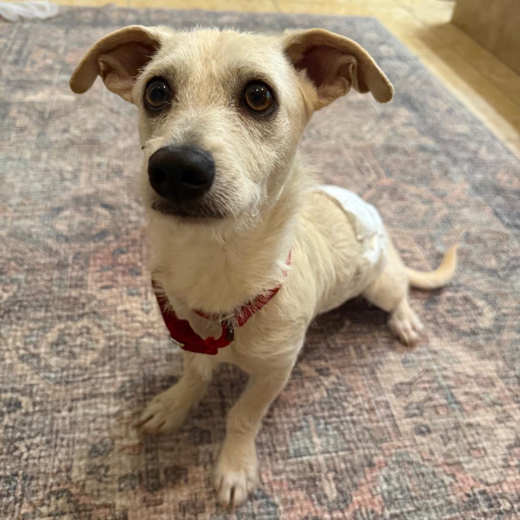 Scrappy, a Adoptable Chihuahua in Conroe, TX image 2/6