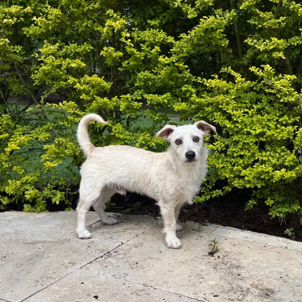 Scrappy, a Adoptable Chihuahua in Conroe, TX image 3/6