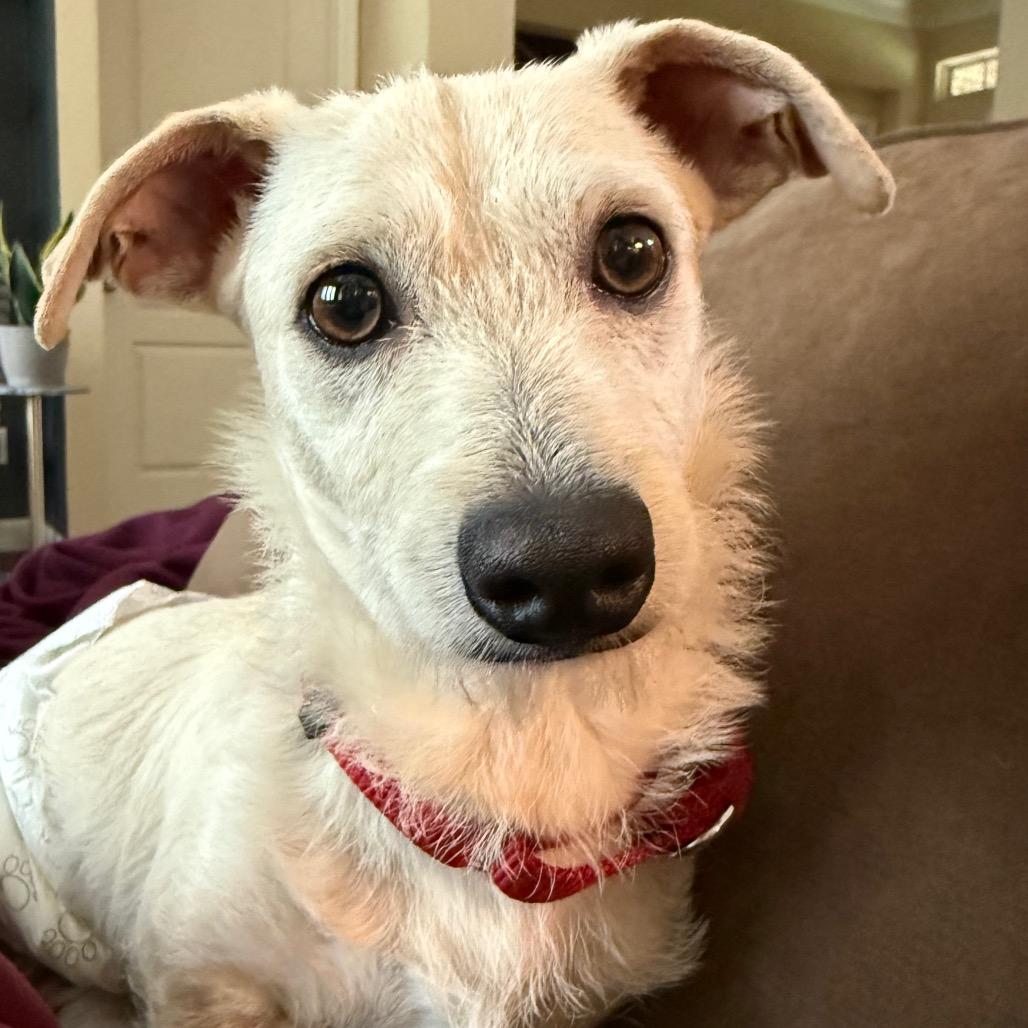 Scrappy, a Adoptable Chihuahua in Conroe, TX image 4/6