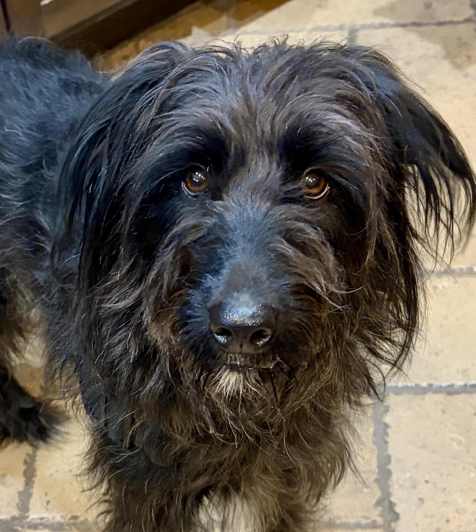 Anna, a Adoptable Aussiedoodle in Centennial, CO image 3/3