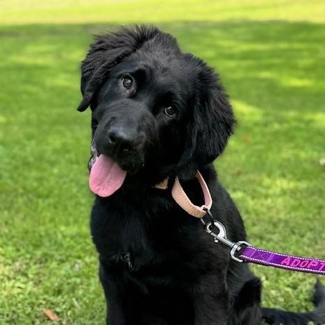 Sister, Baby Female Newfoundland Dog