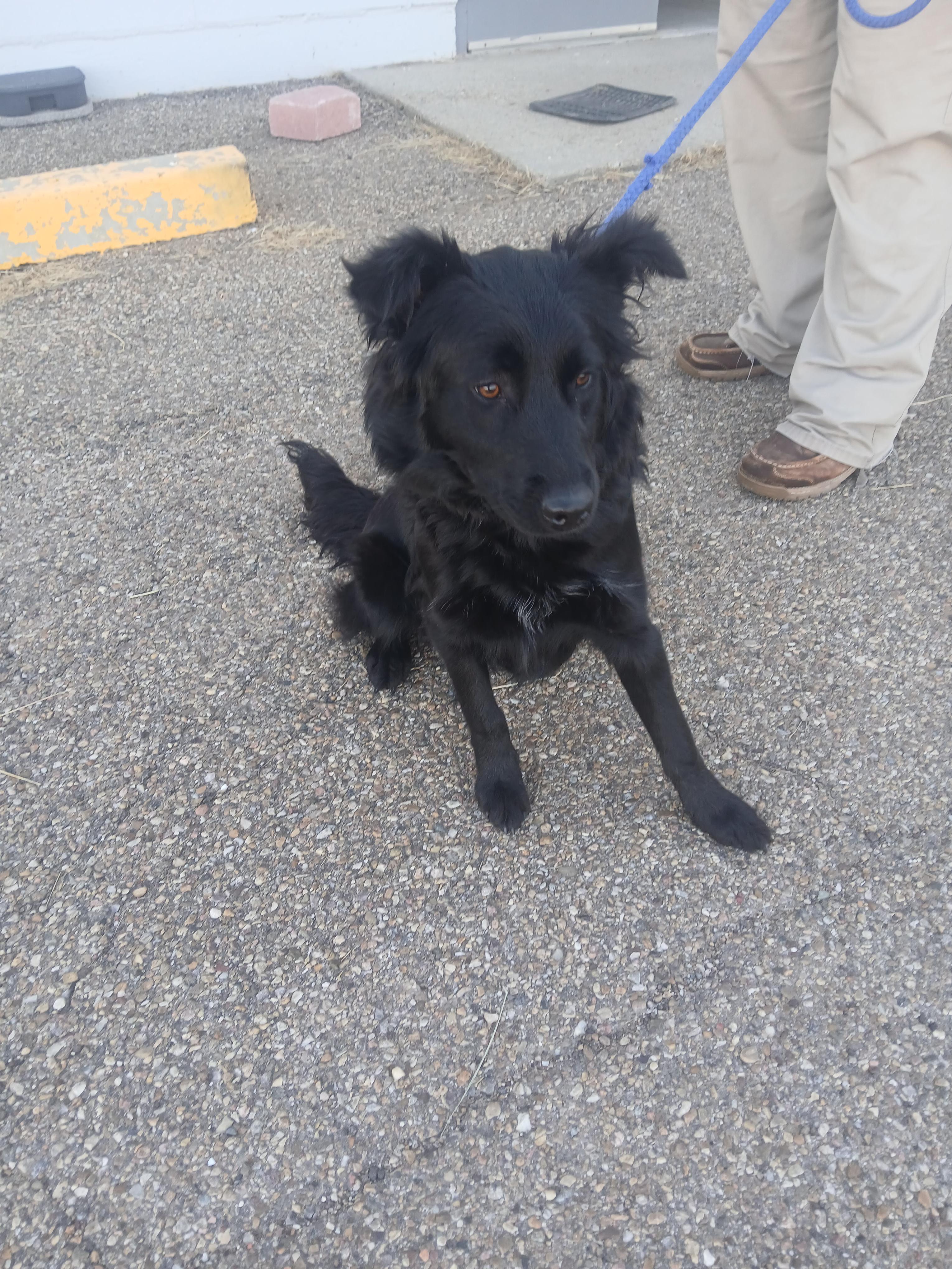 Scout, Adoptable, Adult Male Flat-Coated Retriever.
