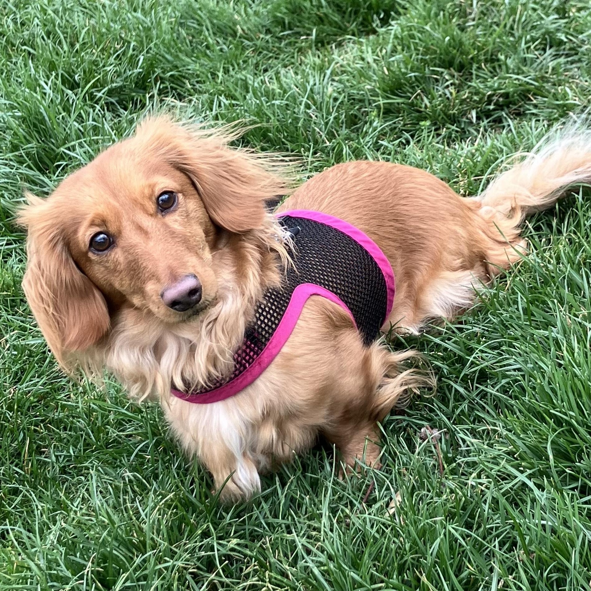 Millie, Adopted, Young Female Dachshund.