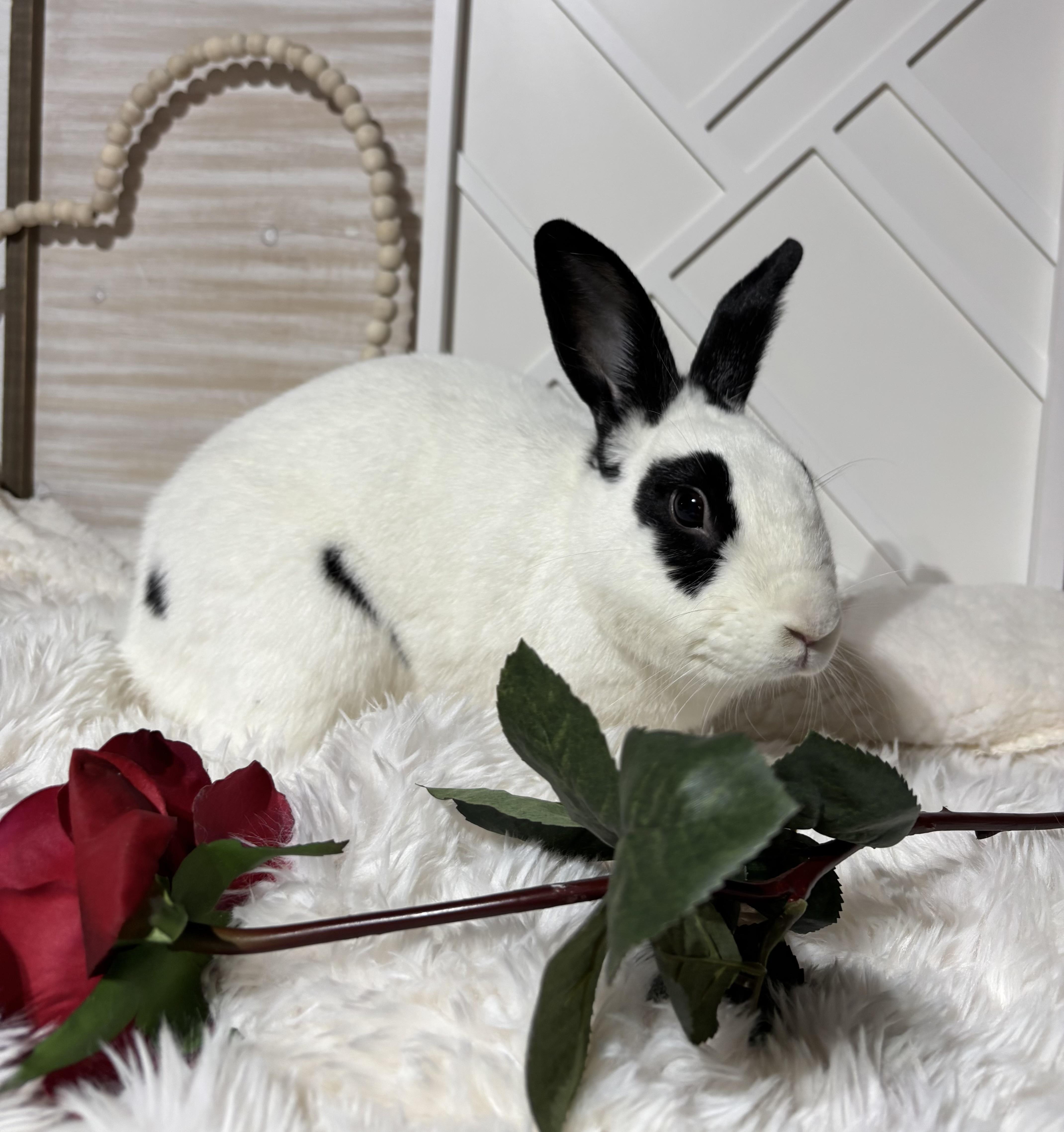 Kenneth: featured pet!!, a Adoptable English Spot in Edinburg, PA image 4/6