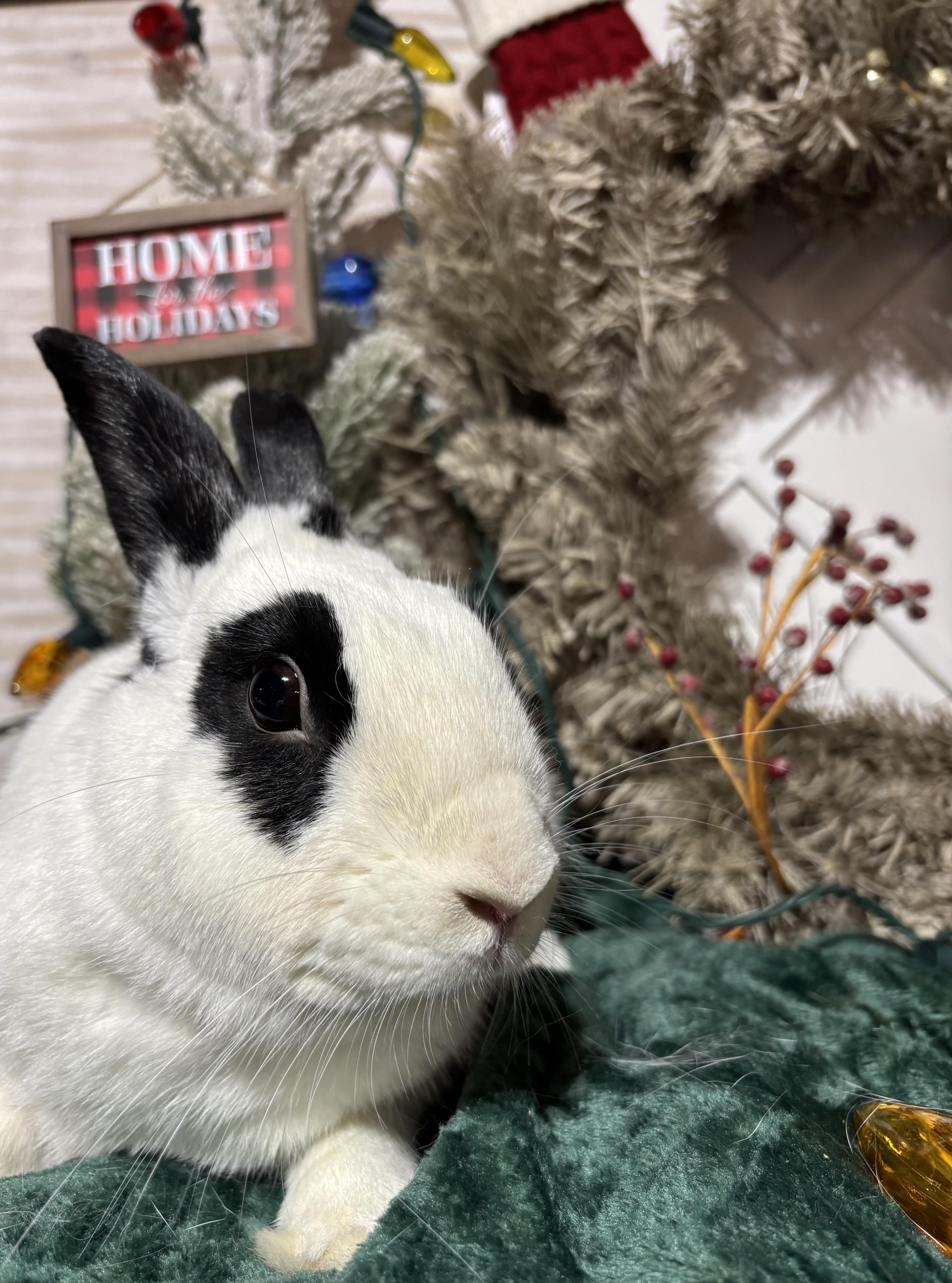 Kenneth: featured pet!!, a Adoptable English Spot in Edinburg, PA image 1/6