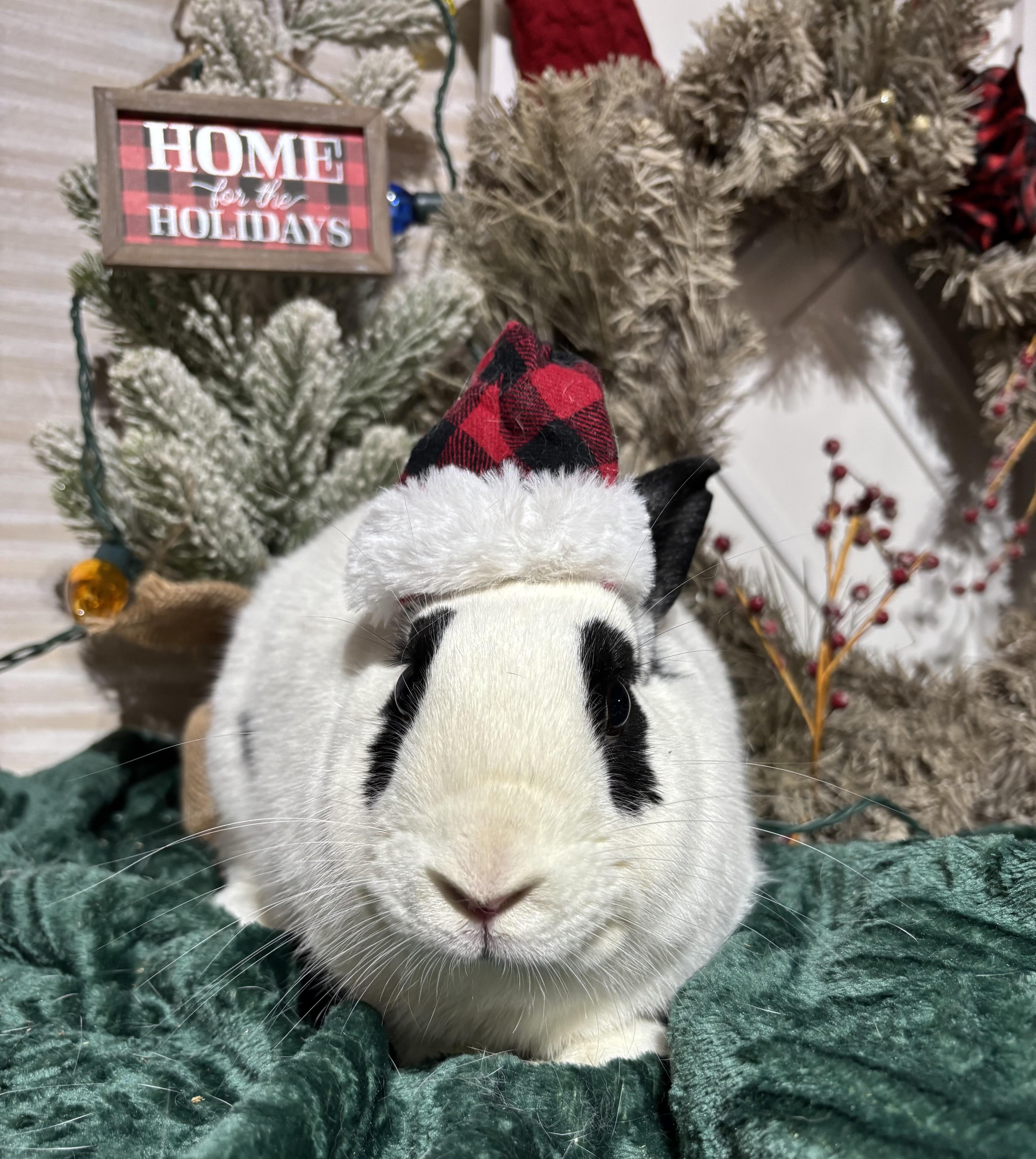 Kenneth: featured pet!!, a Adoptable English Spot in Edinburg, PA image 2/6