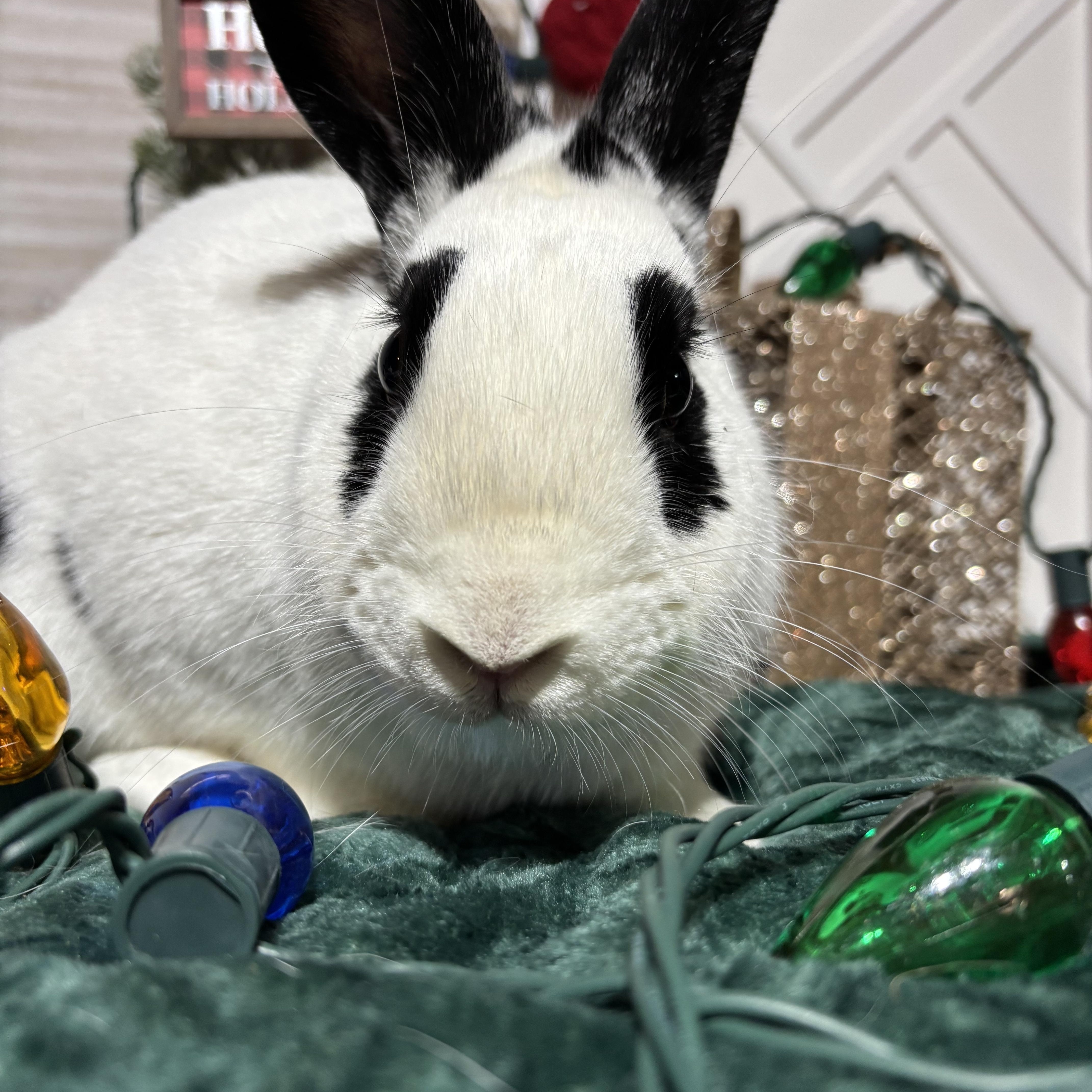 Kenneth: featured pet!!, a Adoptable English Spot in Edinburg, PA image 3/6