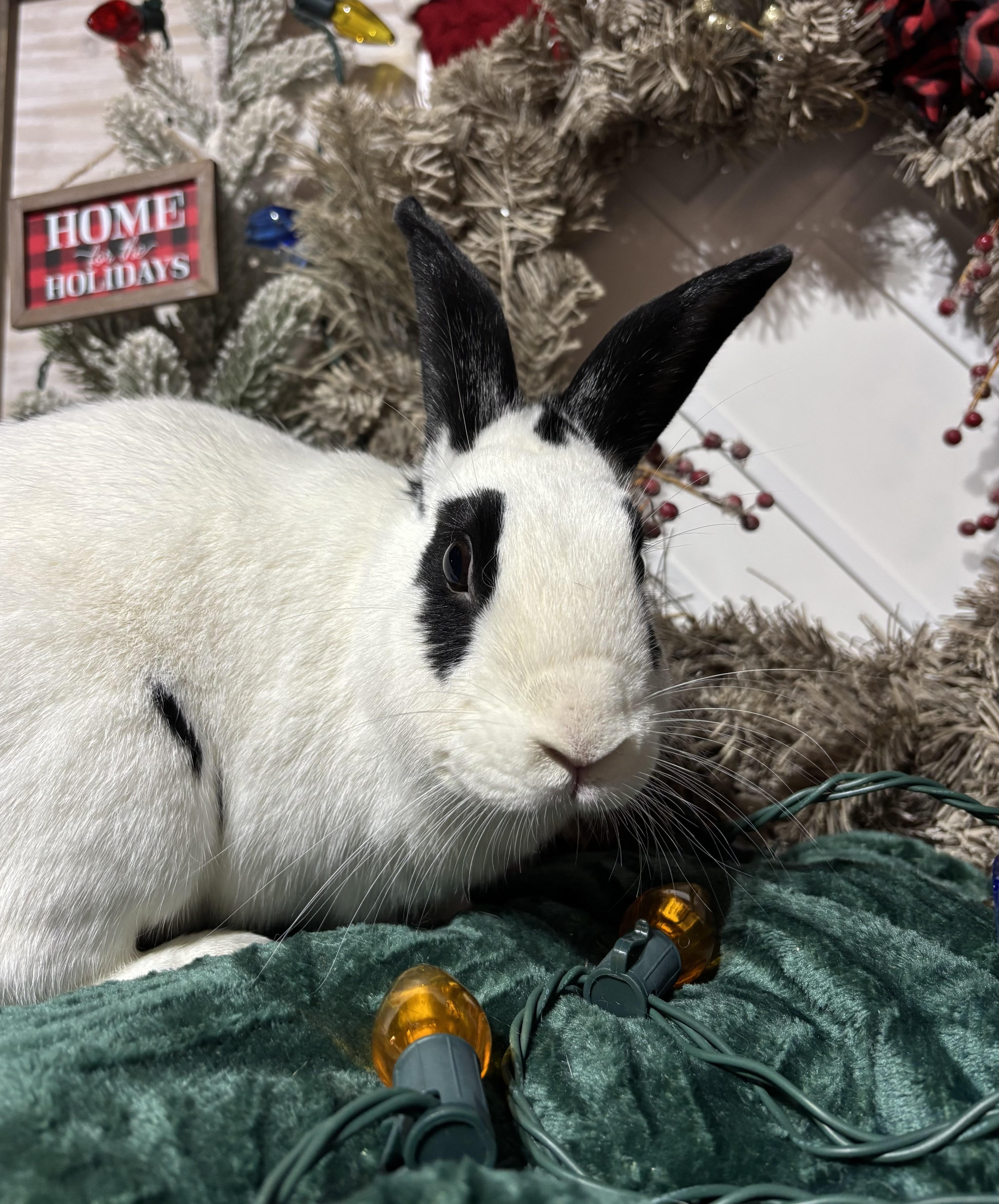 Kenneth: featured pet!!, a Adoptable English Spot in Edinburg, PA image 4/6