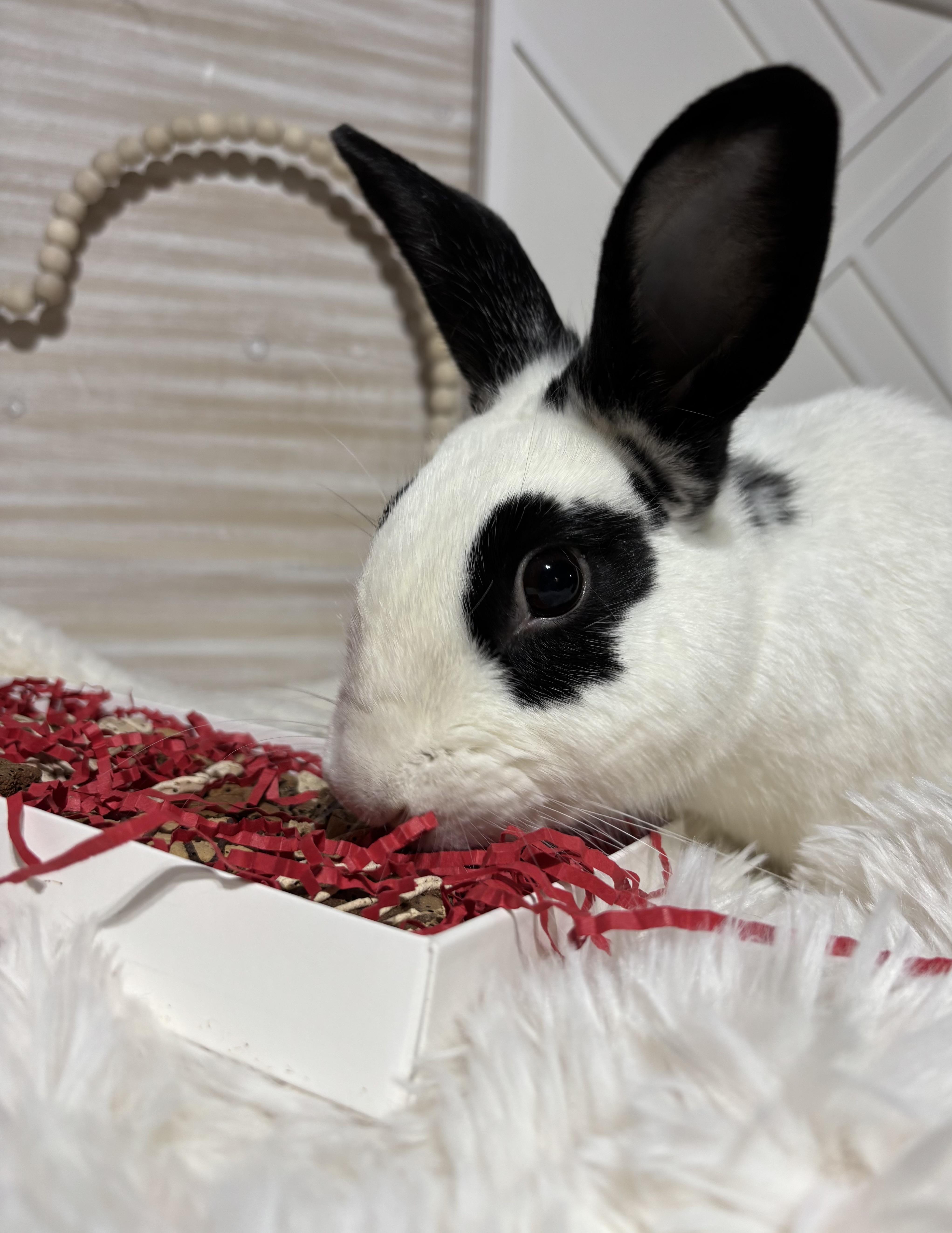 Kenneth: featured pet!!, a Adoptable English Spot in Edinburg, PA image 1/6