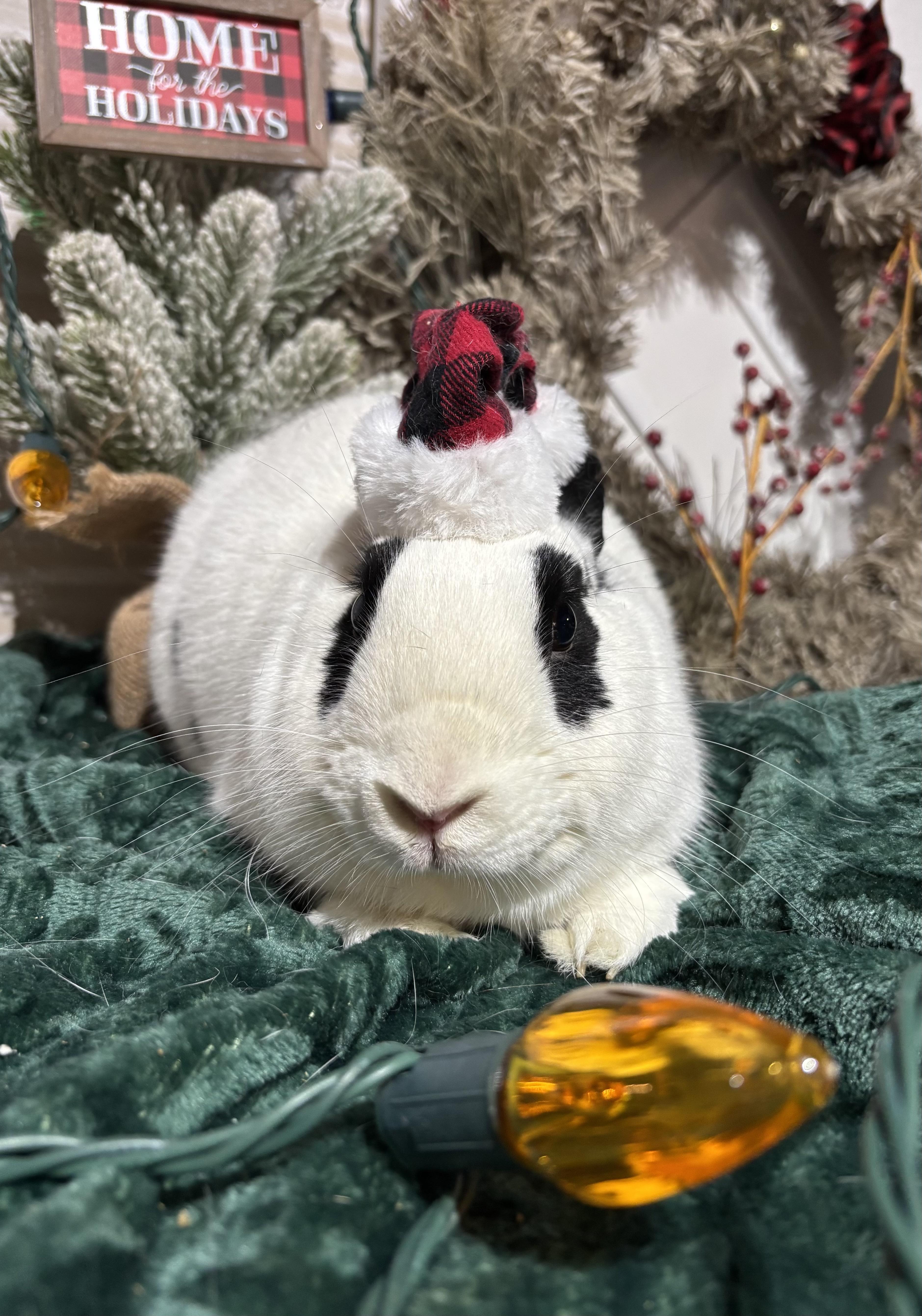 Kenneth: featured pet!!, a Adoptable English Spot in Edinburg, PA image 5/6