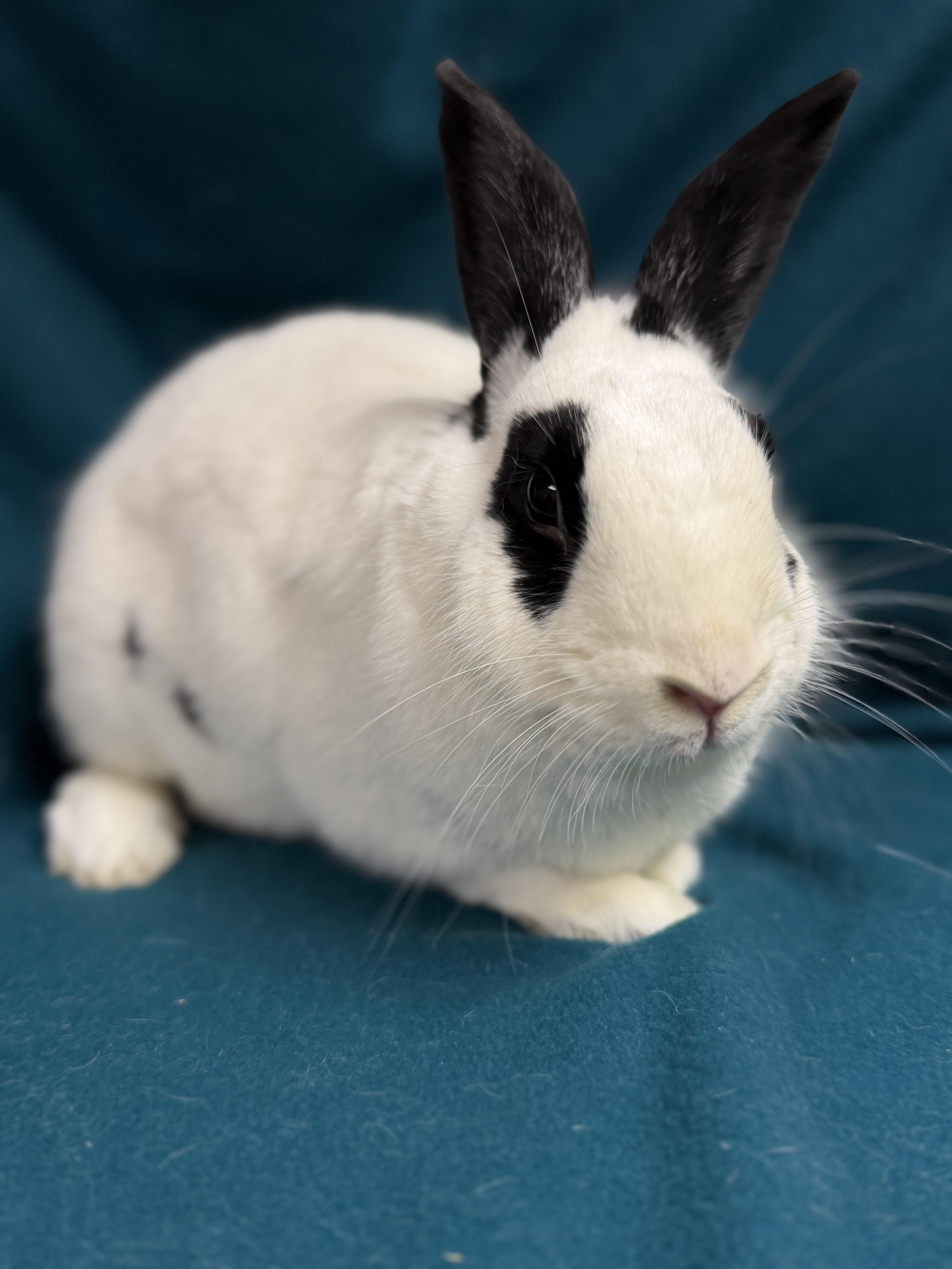 Kenneth: featured pet!!, a Adoptable English Spot in Edinburg, PA image 5/5
