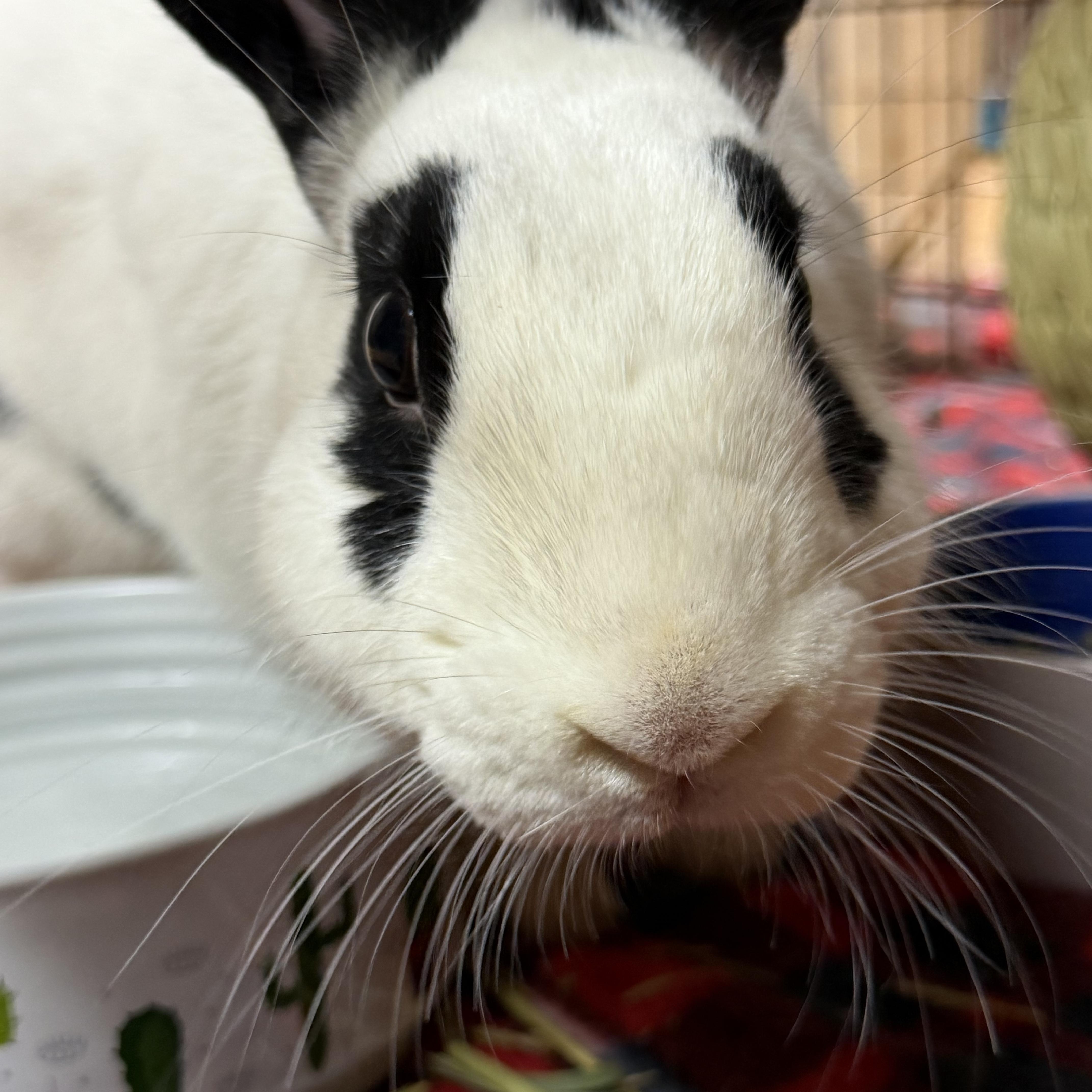 Kenneth: featured pet!!, a Adoptable English Spot in Edinburg, PA image 3/5