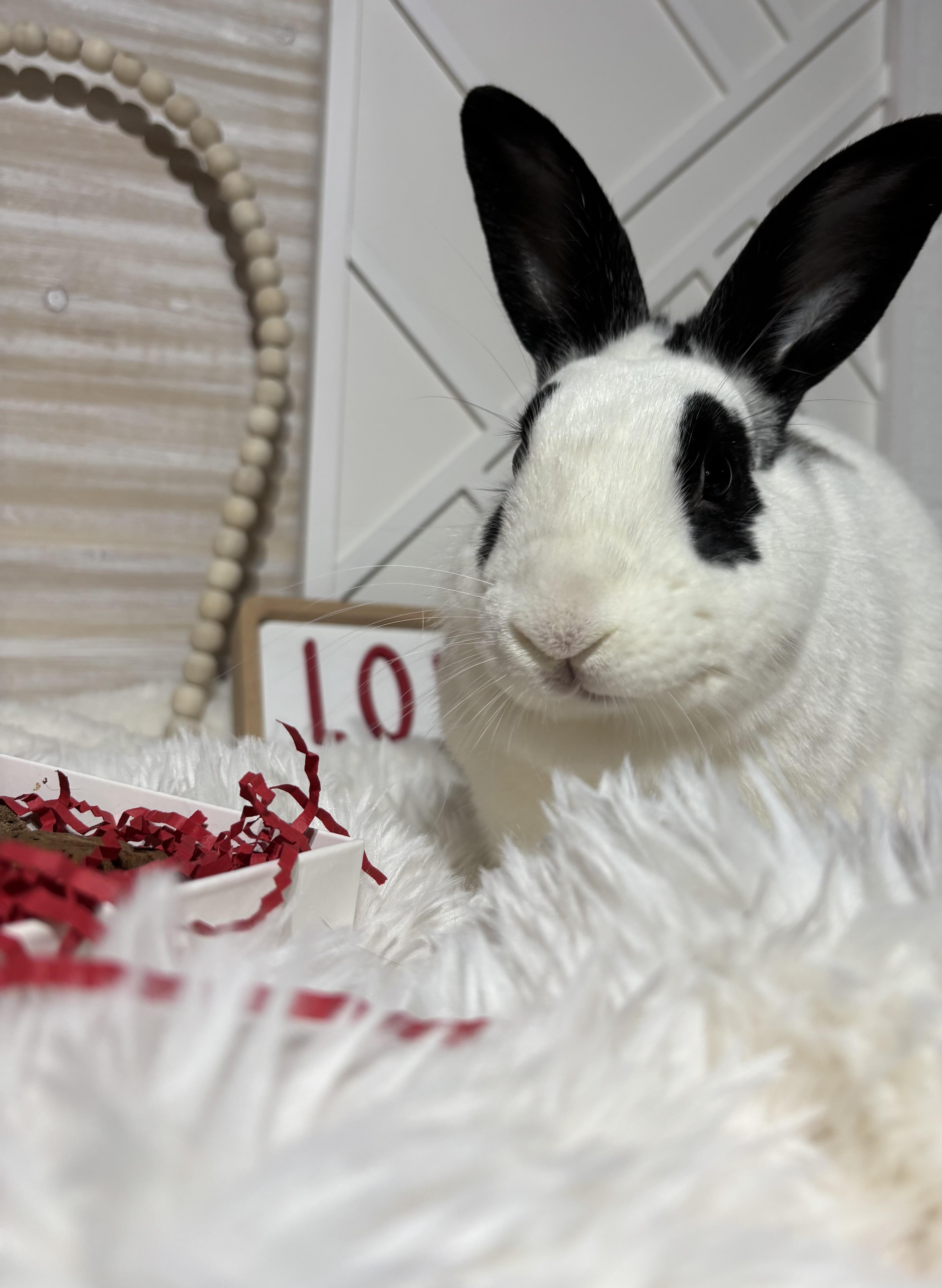 Kenneth: featured pet!!, a Adoptable English Spot in Edinburg, PA image 6/6