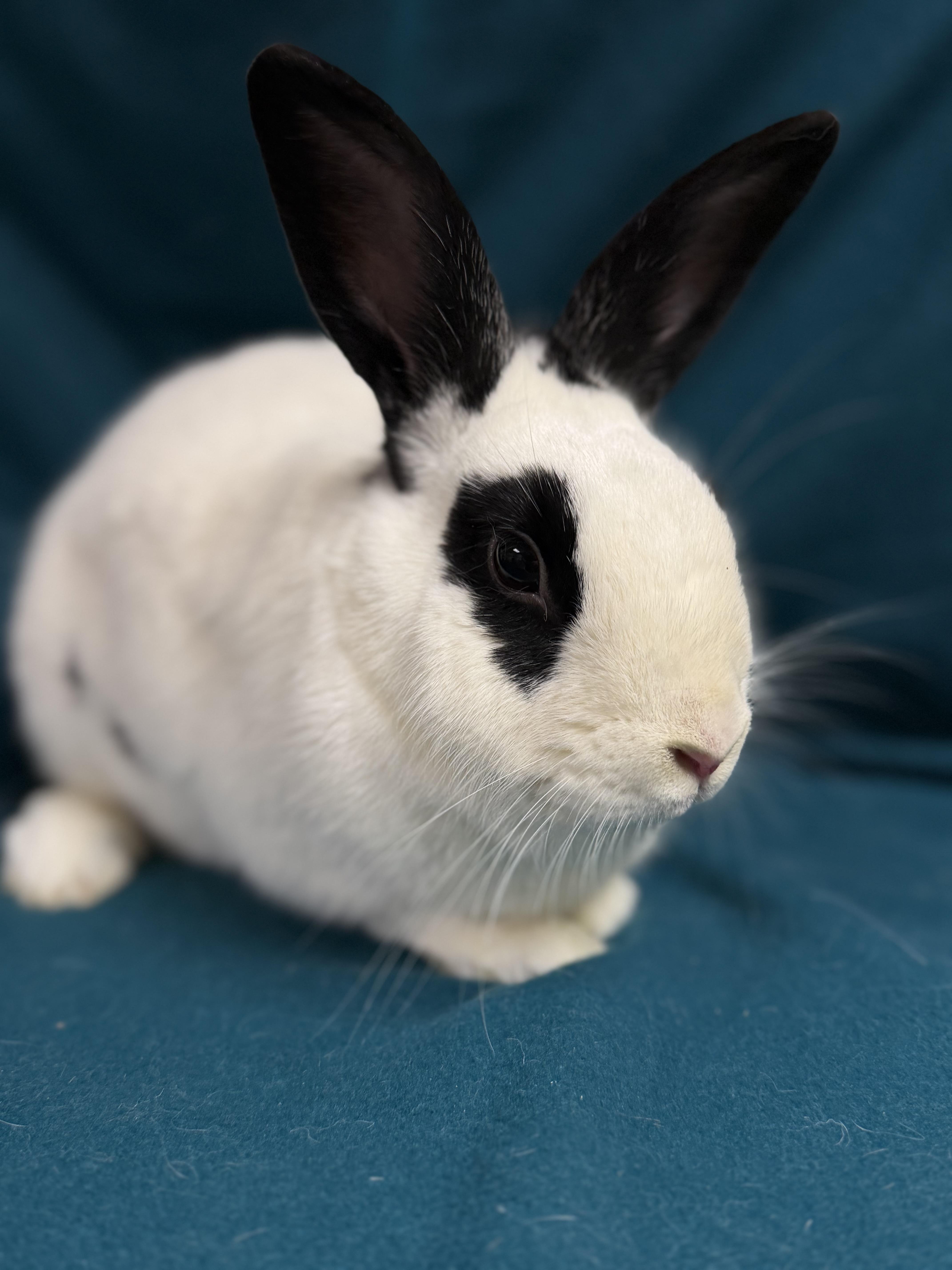 Kenneth: featured pet!!, a Adoptable English Spot in Edinburg, PA image 2/5