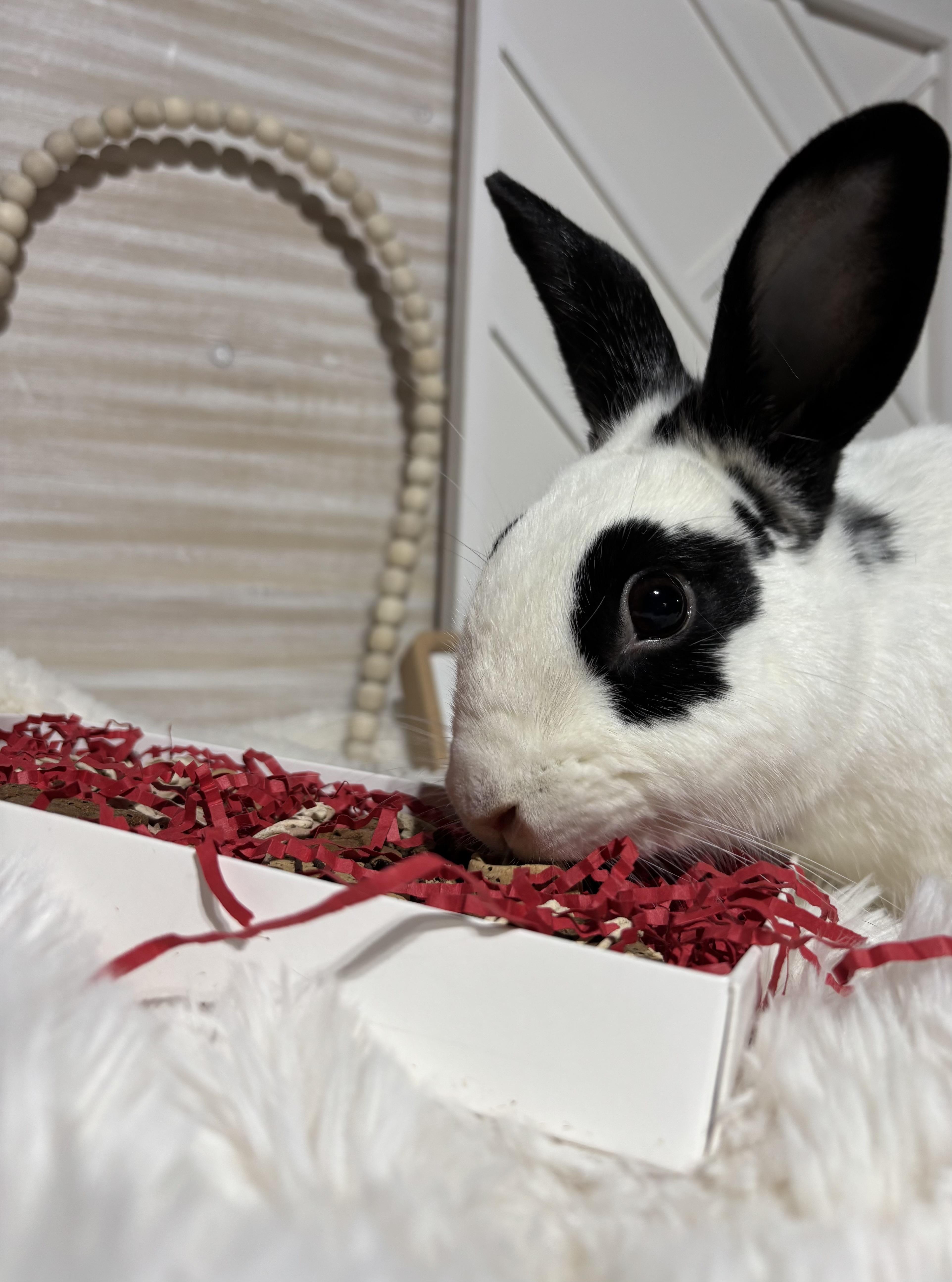 Kenneth: featured pet!!, a Adoptable English Spot in Edinburg, PA image 2/6