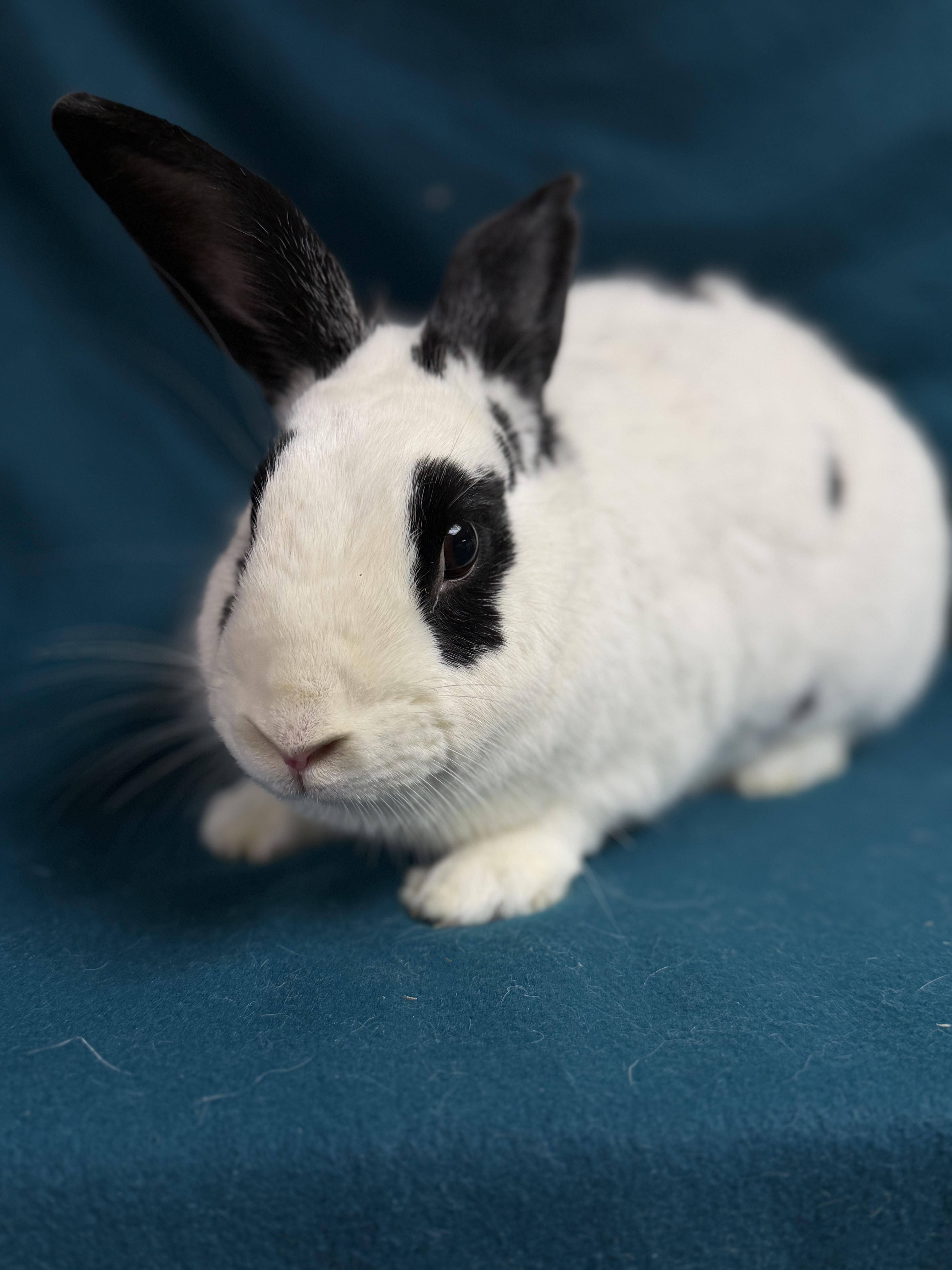 Kenneth: featured pet!!, a Adoptable English Spot in Edinburg, PA image 4/5