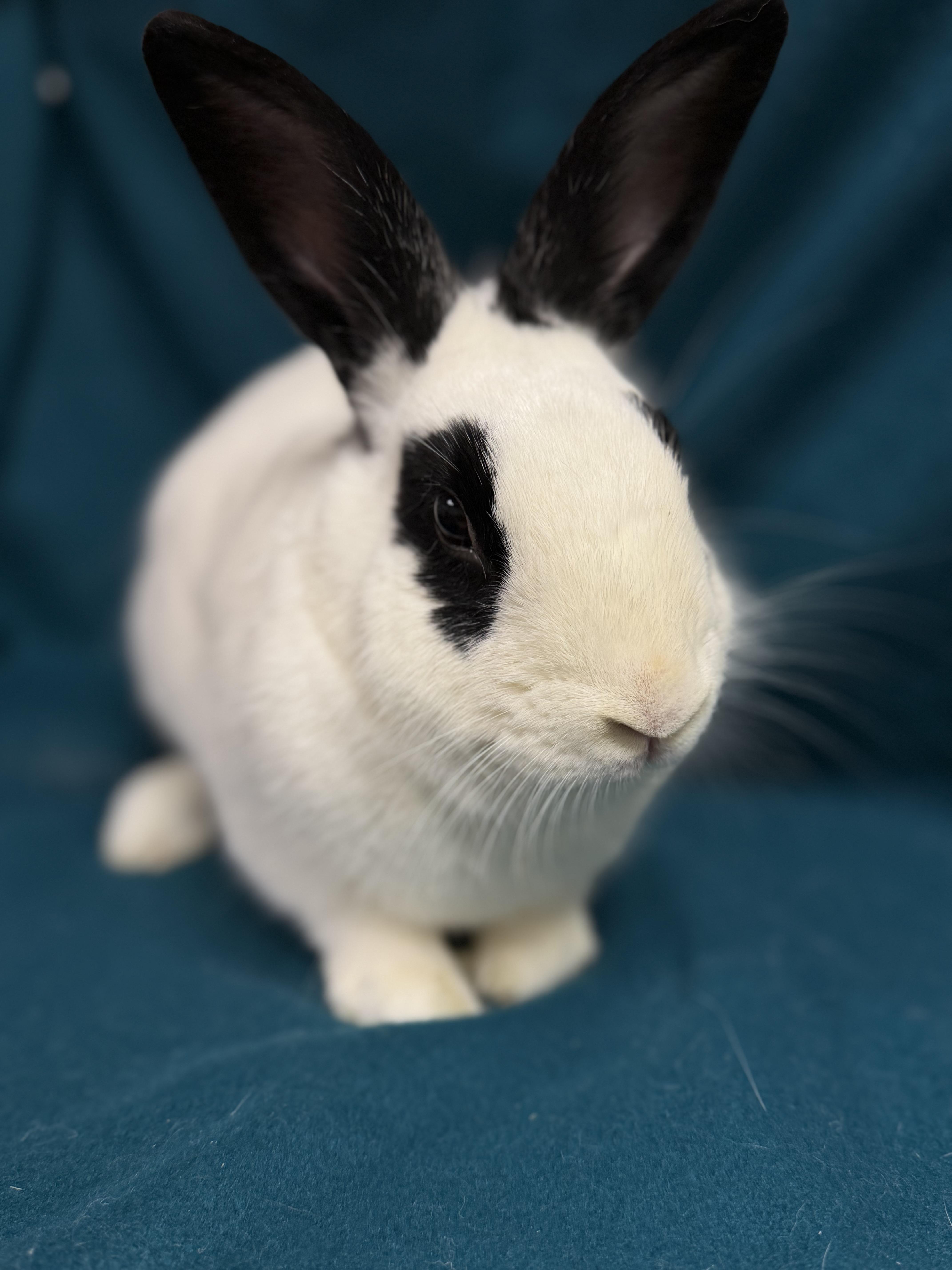 Kenneth: featured pet!!, Adoptable, Adult Male English Spot.