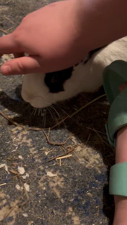 Enlarge Kenneth: featured pet!!, a Adoptable English Spot in Edinburg, PA video 6/6