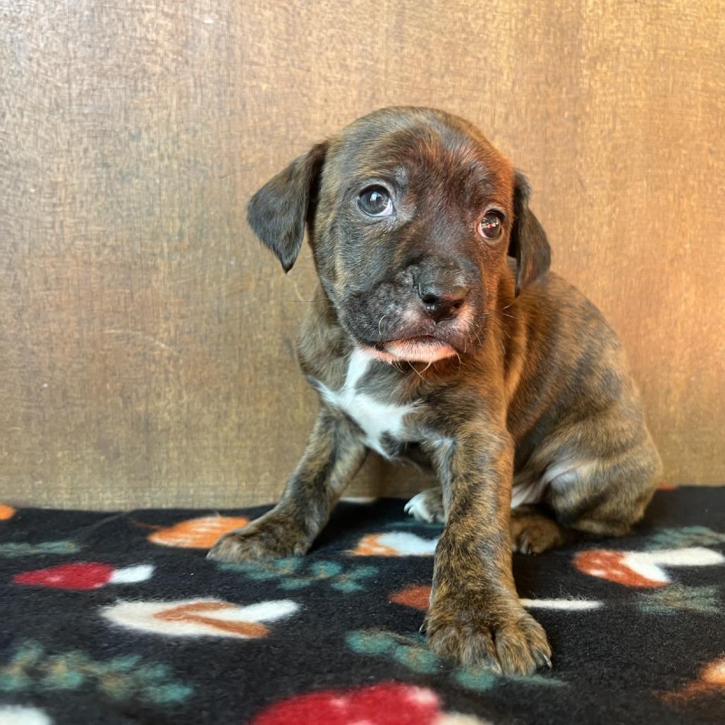 Picasso, Adoptable, Young Male Mixed Breed.