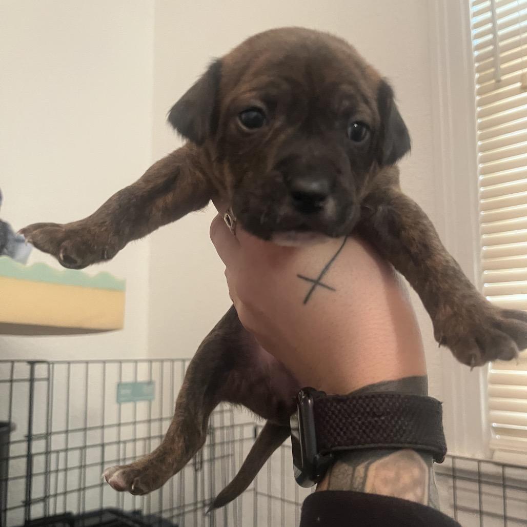 Enlarge Picasso, a Adoptable Mixed Breed in Fredericksburg, TX image 2/6