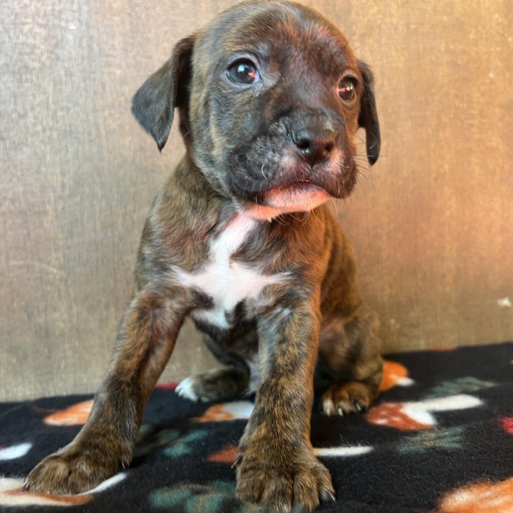 Enlarge Picasso, a Adoptable Mixed Breed in Fredericksburg, TX image 3/6