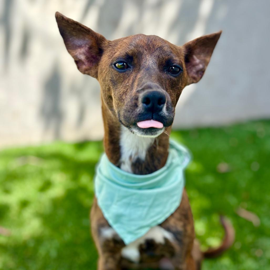 Enlarge Picasso, a Adoptable Mixed Breed in Fredericksburg, TX image 5/6