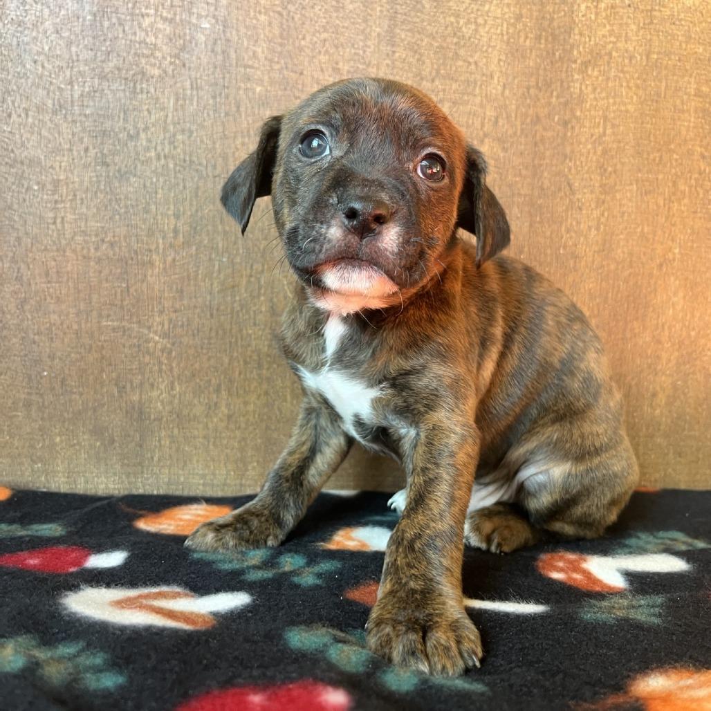 Enlarge Picasso, a Adoptable Mixed Breed in Fredericksburg, TX image 6/6