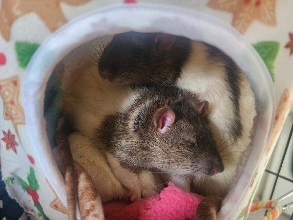 Skittles & Starburst, Adoptable, Adult Male Rat.