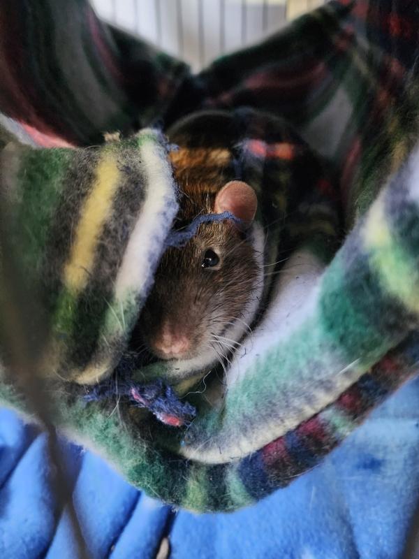 Skittles & Starburst, a Adoptable Rat in Townshend, VT image 2/3