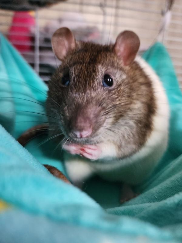 Skittles & Starburst, a Adoptable Rat in Townshend, VT image 3/3