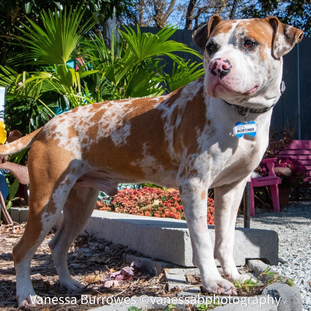 Mortimer, Adoptable, Adult Male Pit Bull Terrier.