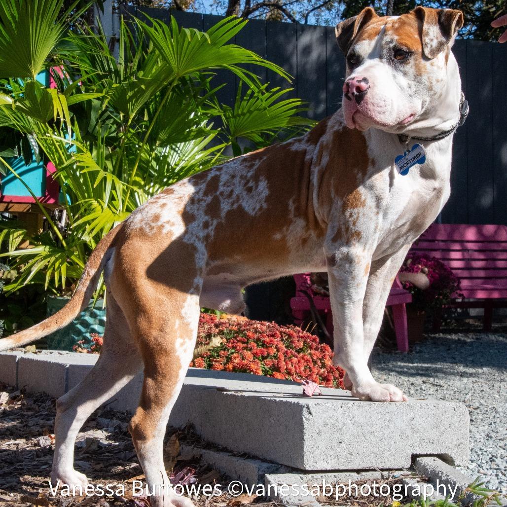 Enlarge Mortimer, a Adoptable Pit Bull Terrier in Wake Forest, NC image 2/6