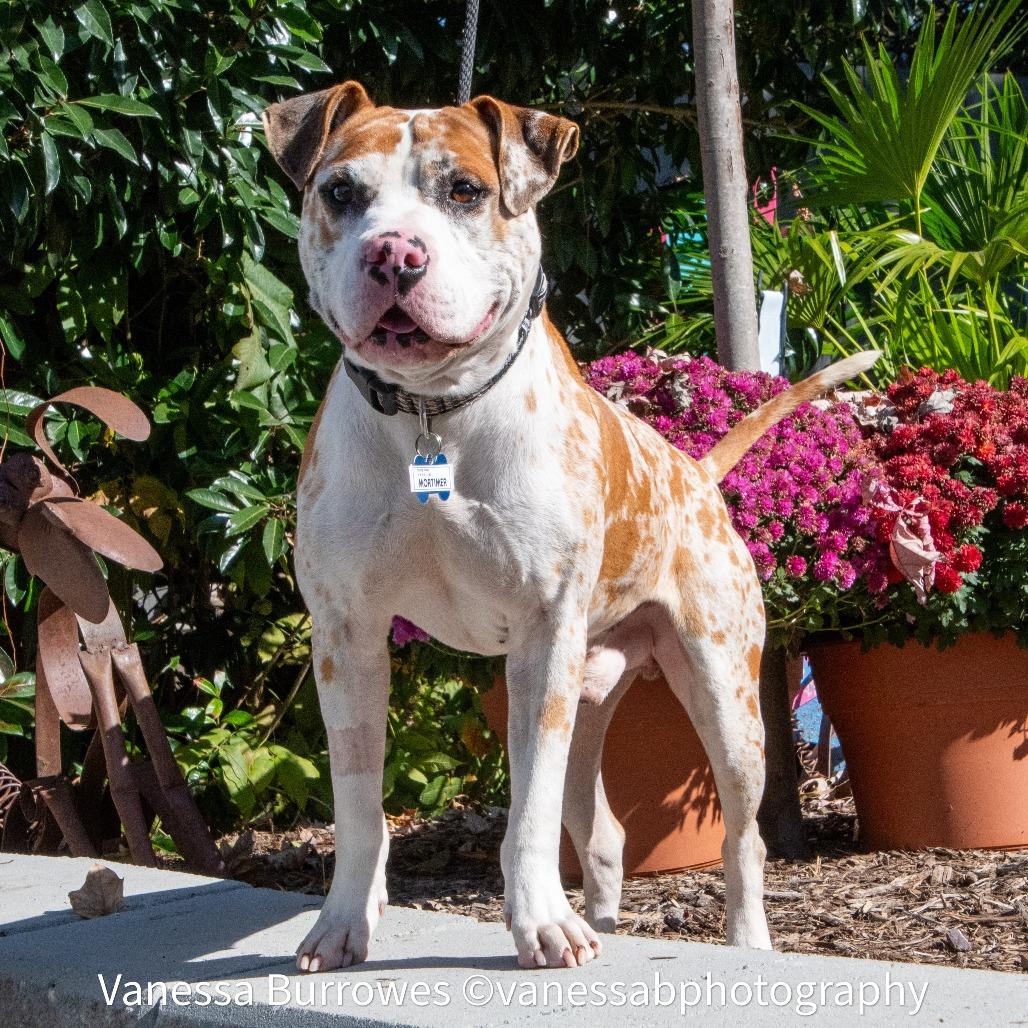 Enlarge Mortimer, a Adoptable Pit Bull Terrier in Wake Forest, NC image 3/6