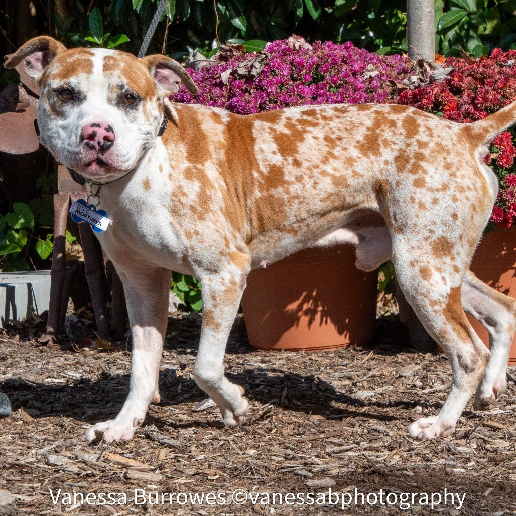 Enlarge Mortimer, a Adoptable Pit Bull Terrier in Wake Forest, NC image 4/6