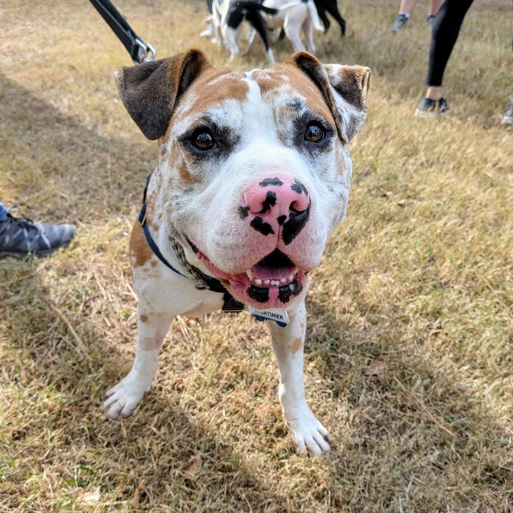 Enlarge Mortimer, a Adoptable Pit Bull Terrier in Wake Forest, NC image 5/6