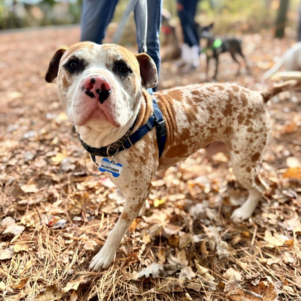 Enlarge Mortimer, a Adoptable Pit Bull Terrier in Wake Forest, NC image 6/6