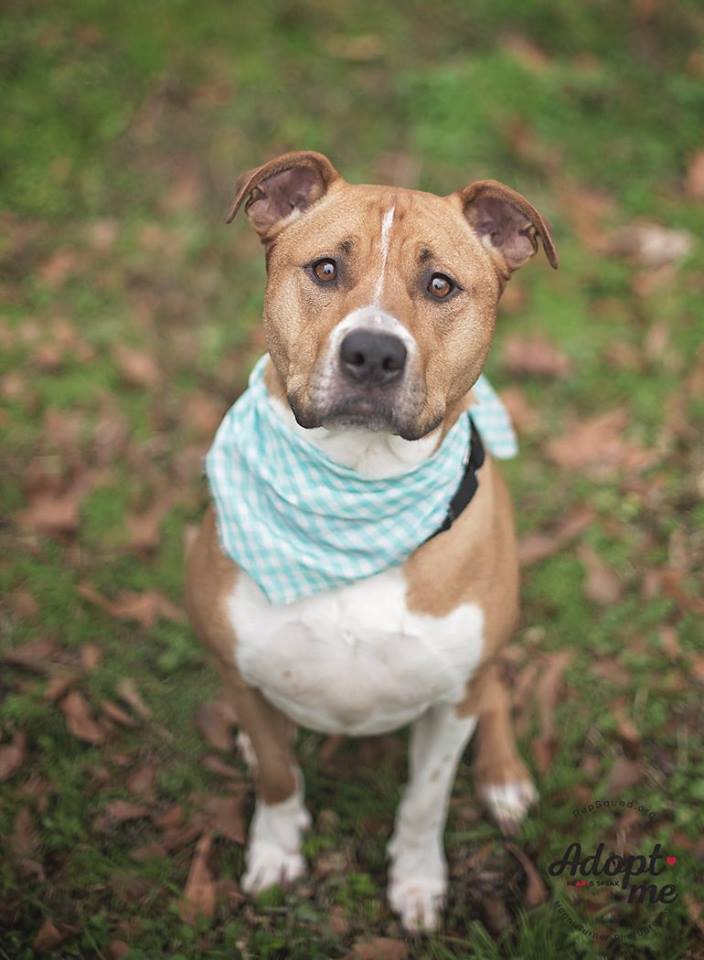 Chloe, Adoptable, Adult Female Pit Bull Terrier & Labrador Retriever.