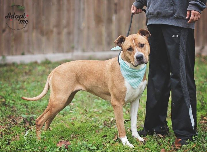 Chloe, a Adoptable mixed breed in Houston, TX image 2/12