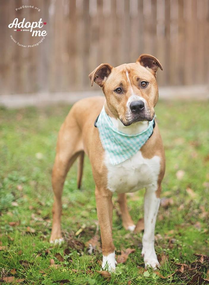 Chloe, a Adoptable mixed breed in Houston, TX image 3/12
