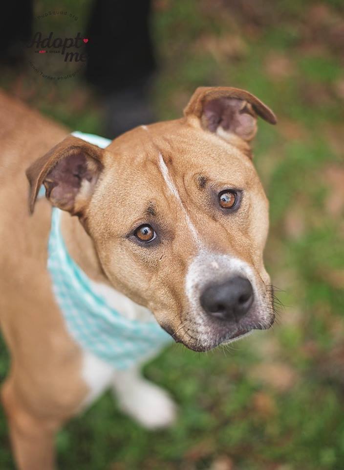 Chloe, a Adoptable mixed breed in Houston, TX image 5/12