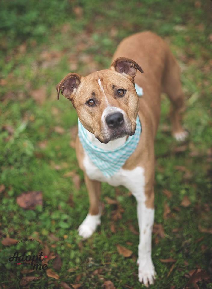 Chloe, a Adoptable mixed breed in Houston, TX image 6/12